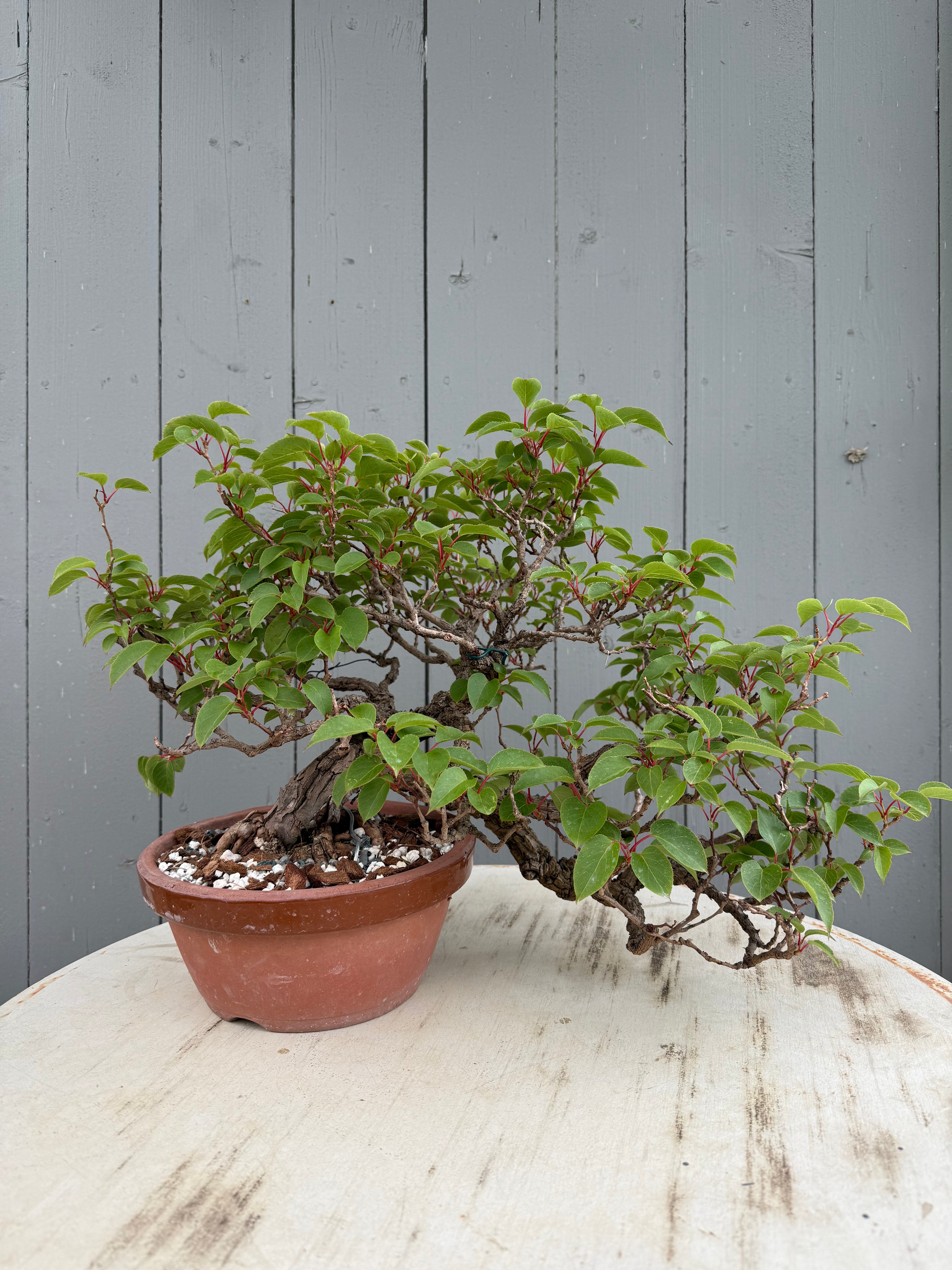 Actinidia arguta