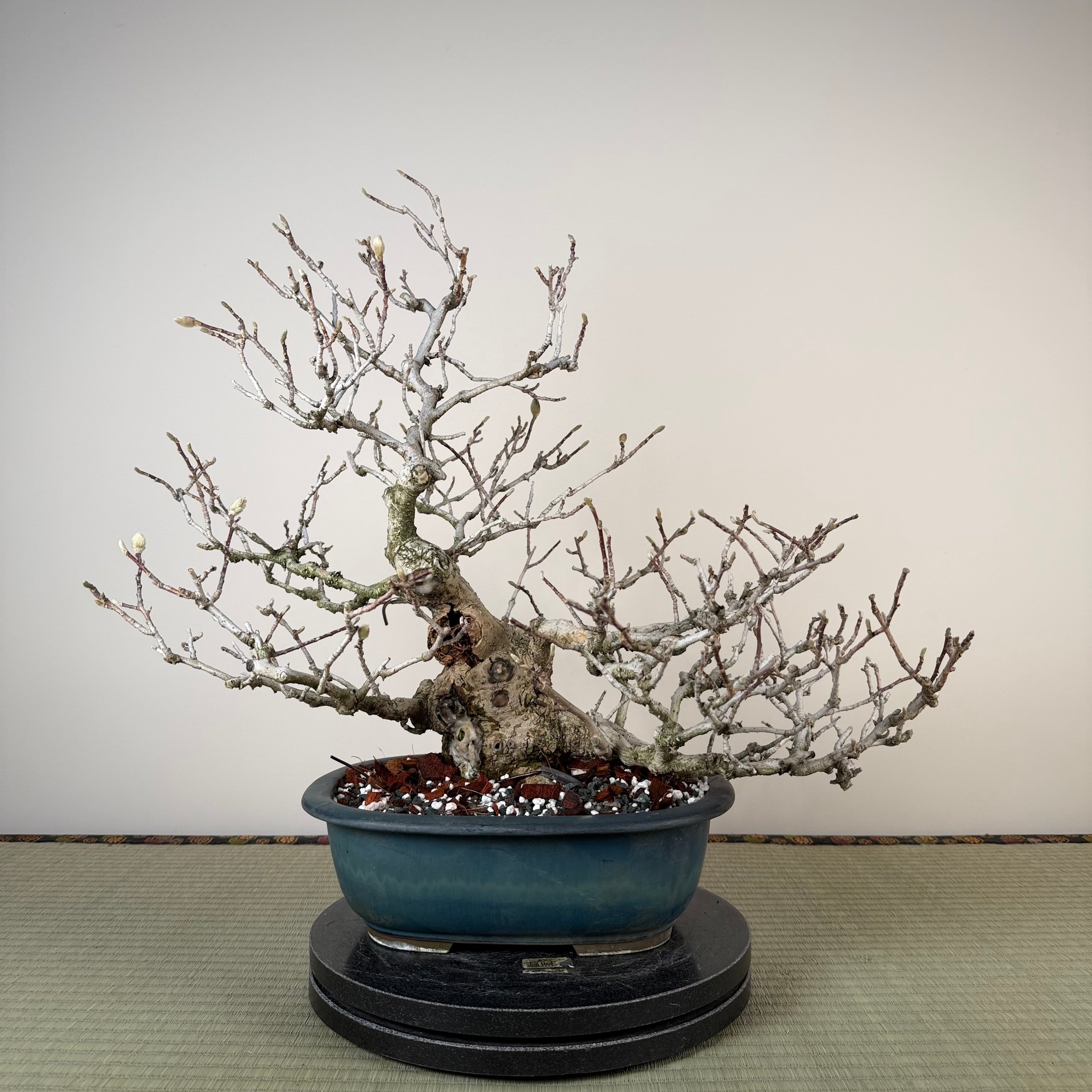 Magnolia kobus (dwarf)