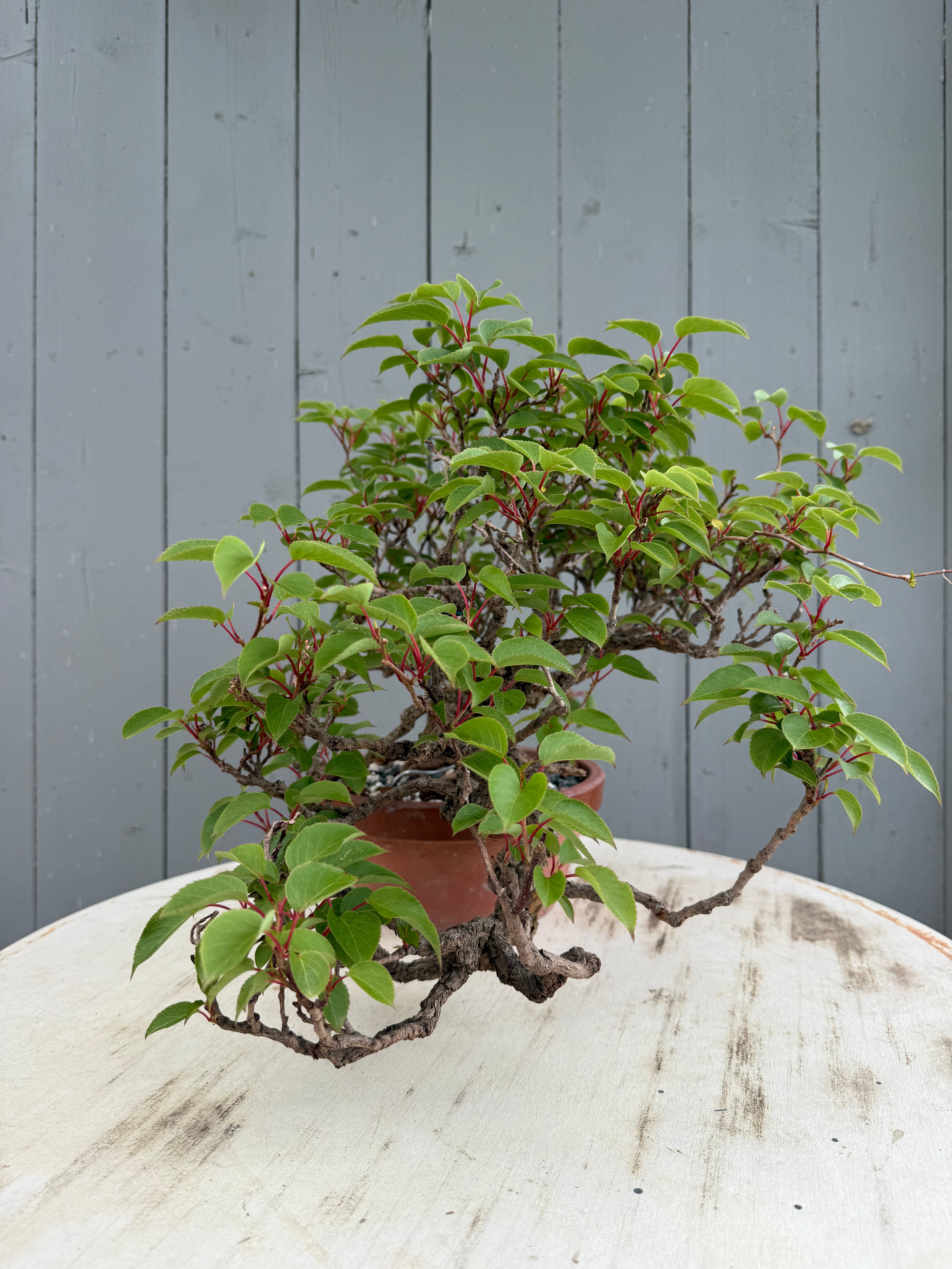 Actinidia arguta