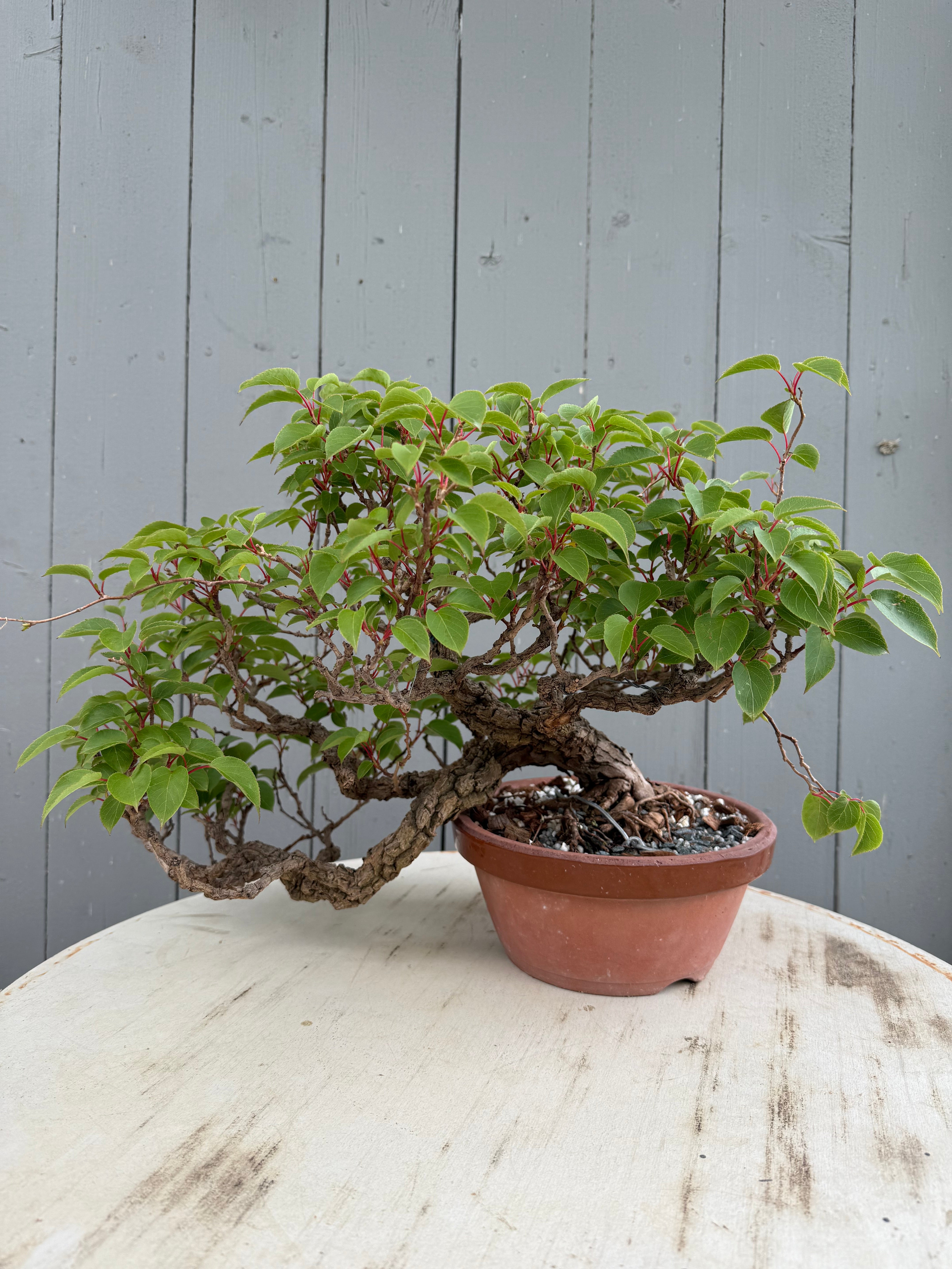 Actinidia arguta