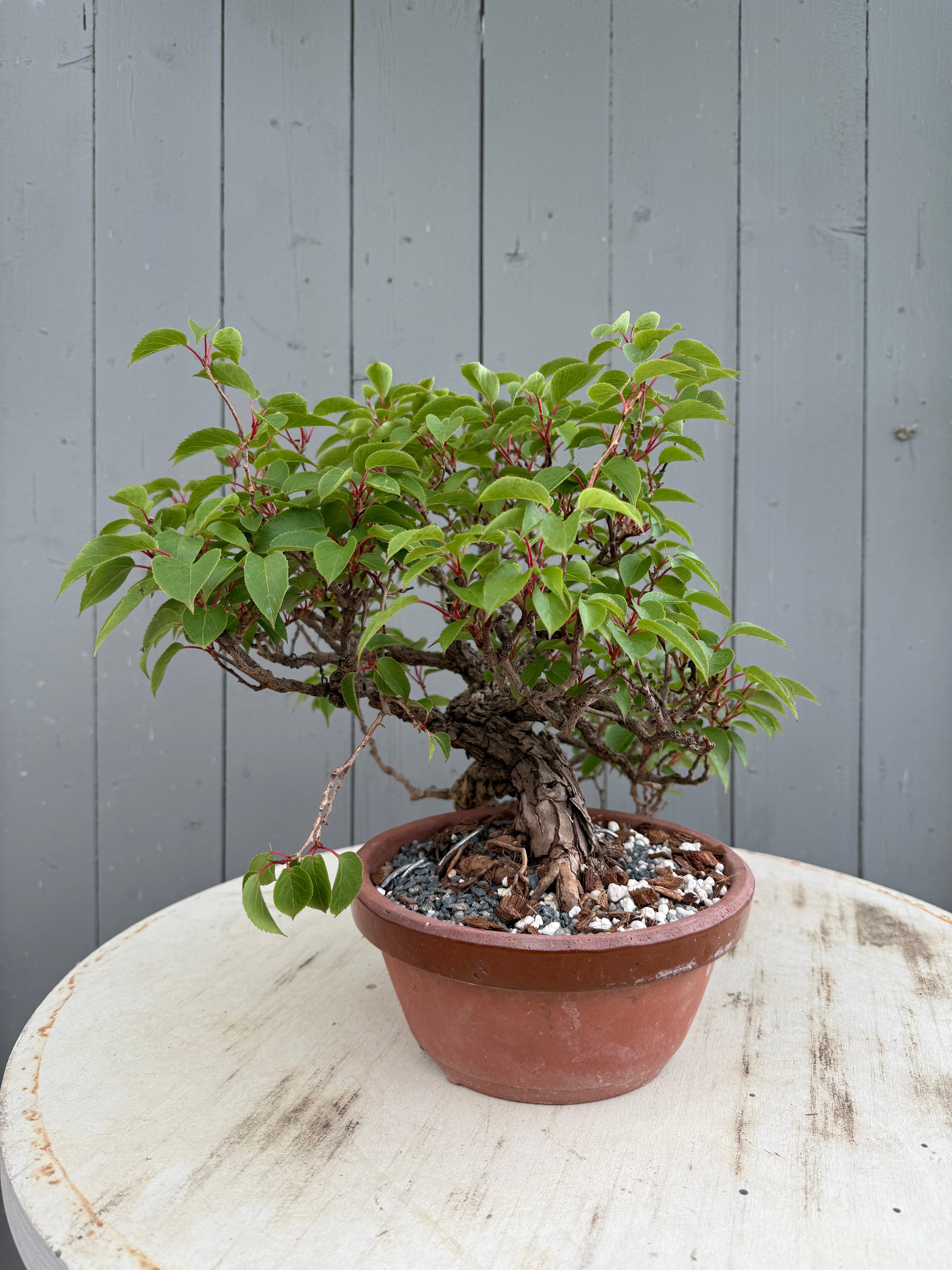 Actinidia arguta