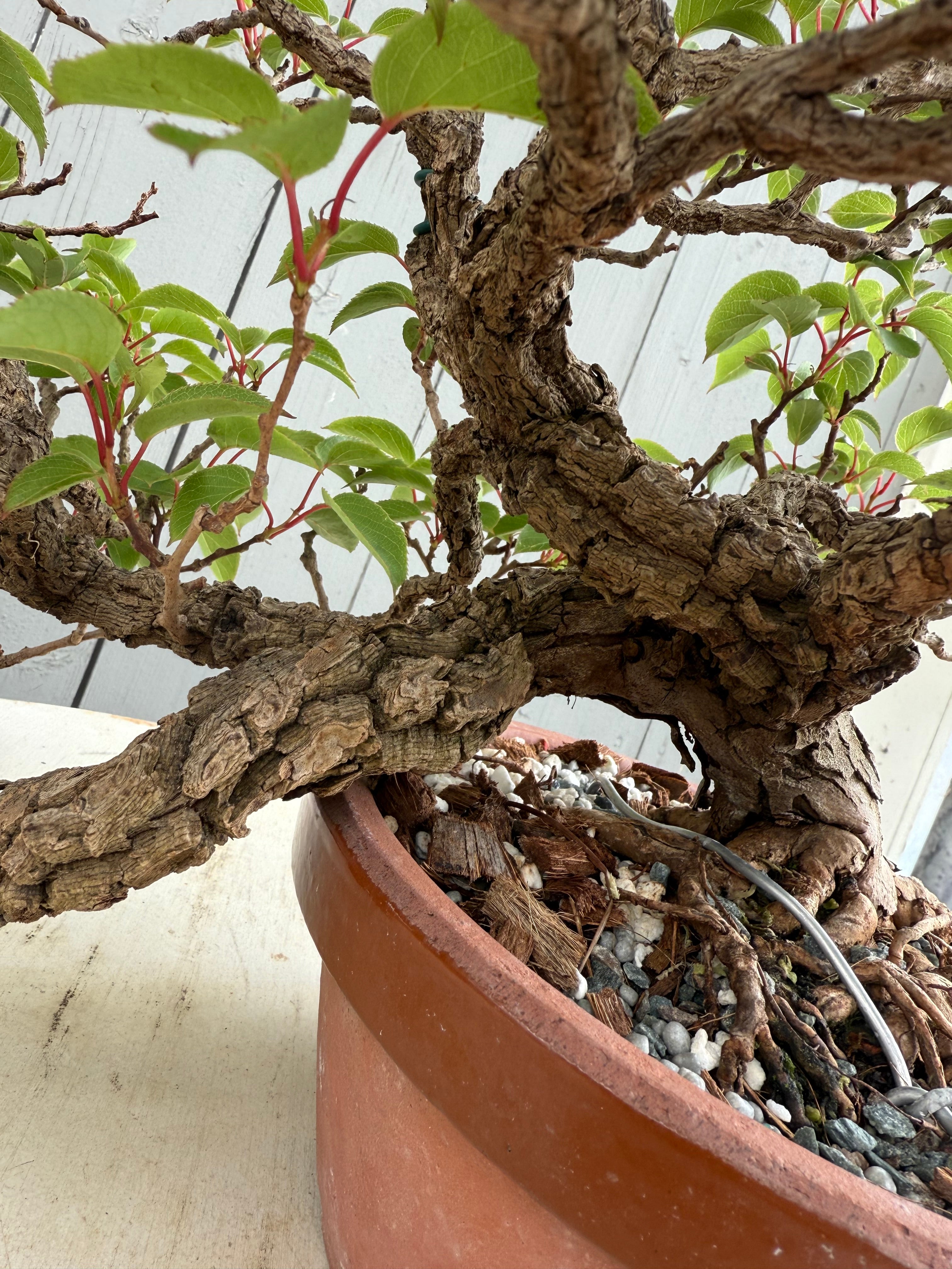 Actinidia arguta
