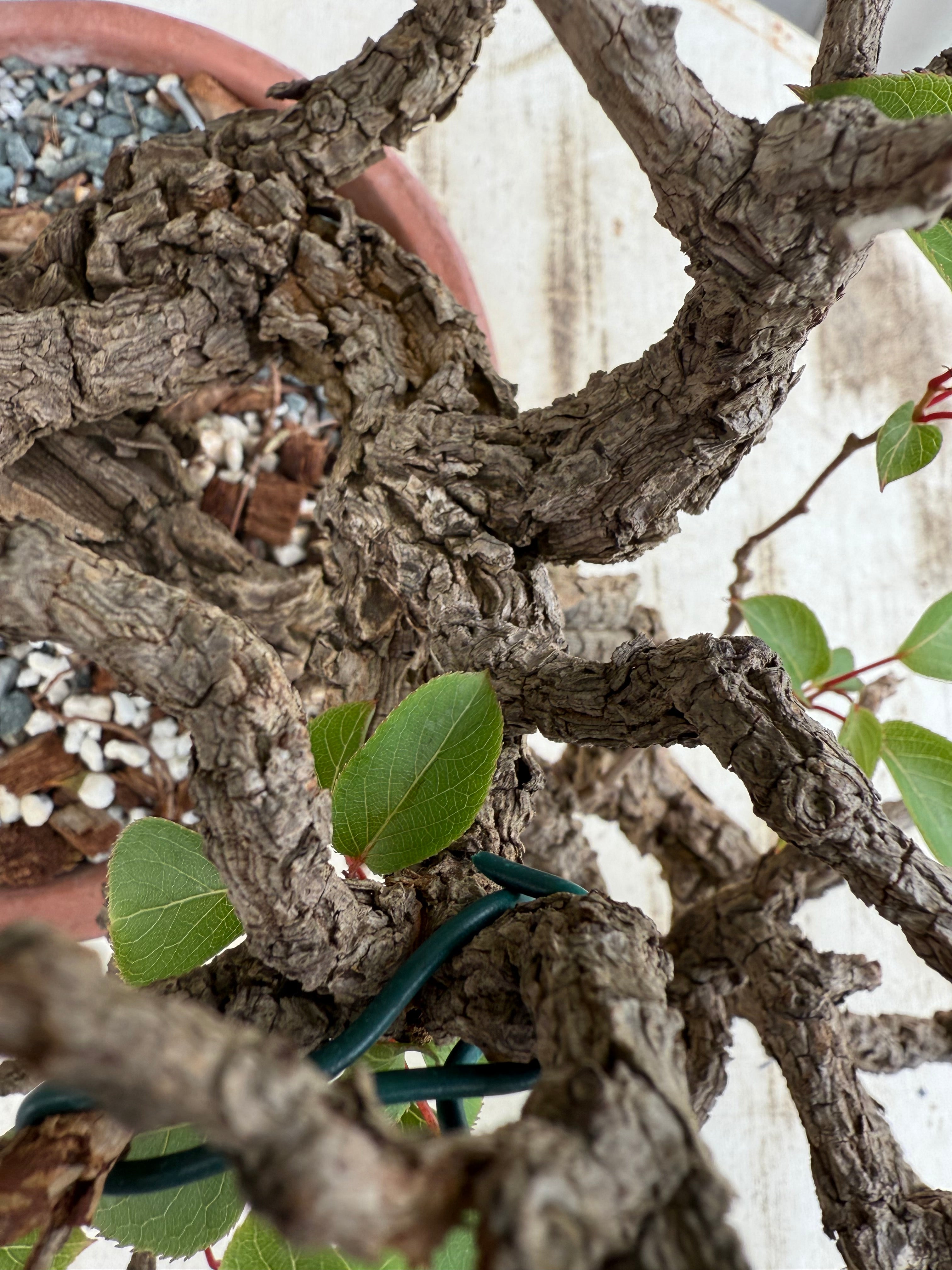 Actinidia arguta