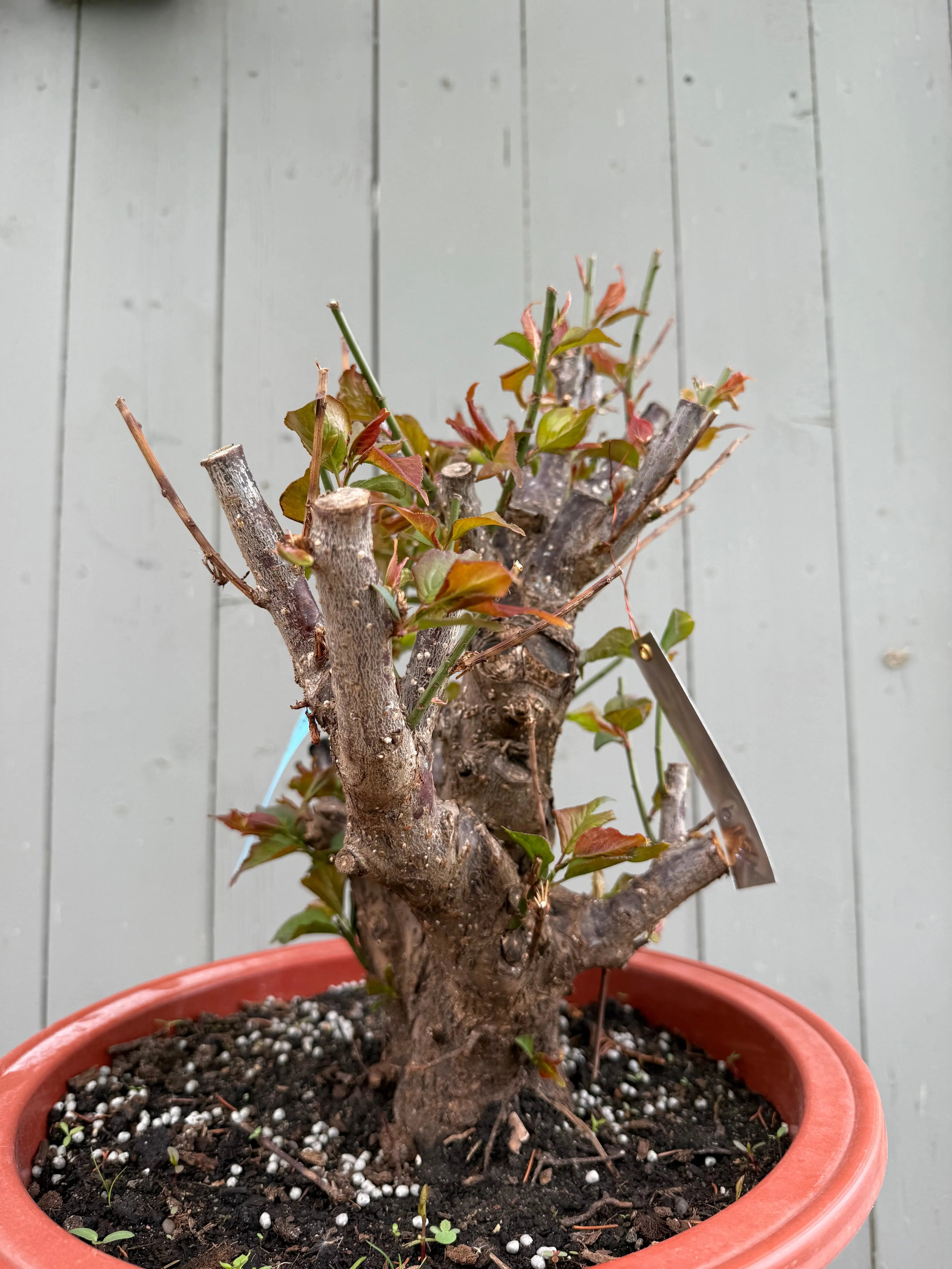 Prunus mume 'Gǔ lǐ hóng' Canada Bonsai