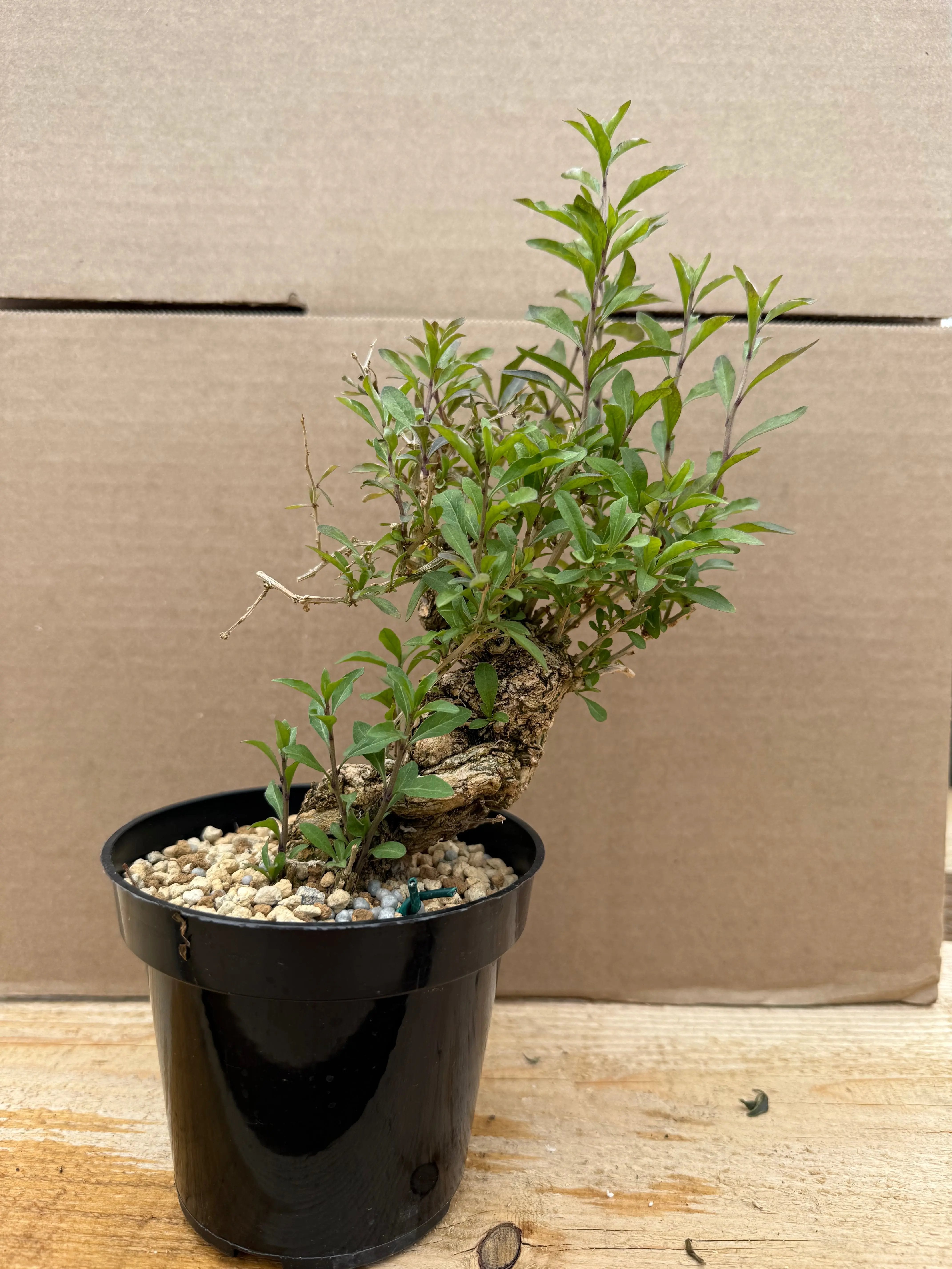Lycium chinense (chef's choice) Canada Bonsai