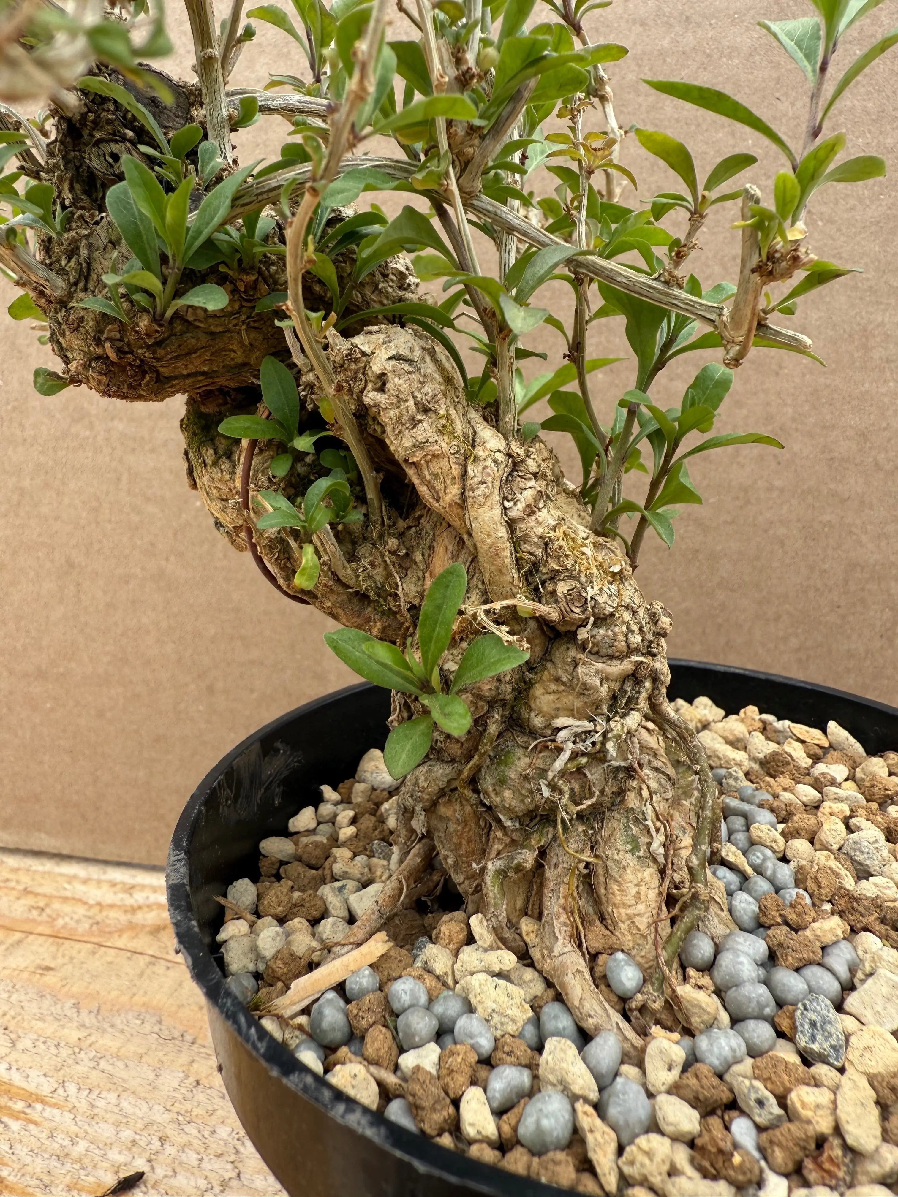 Lycium chinense (chef's choice) Canada Bonsai