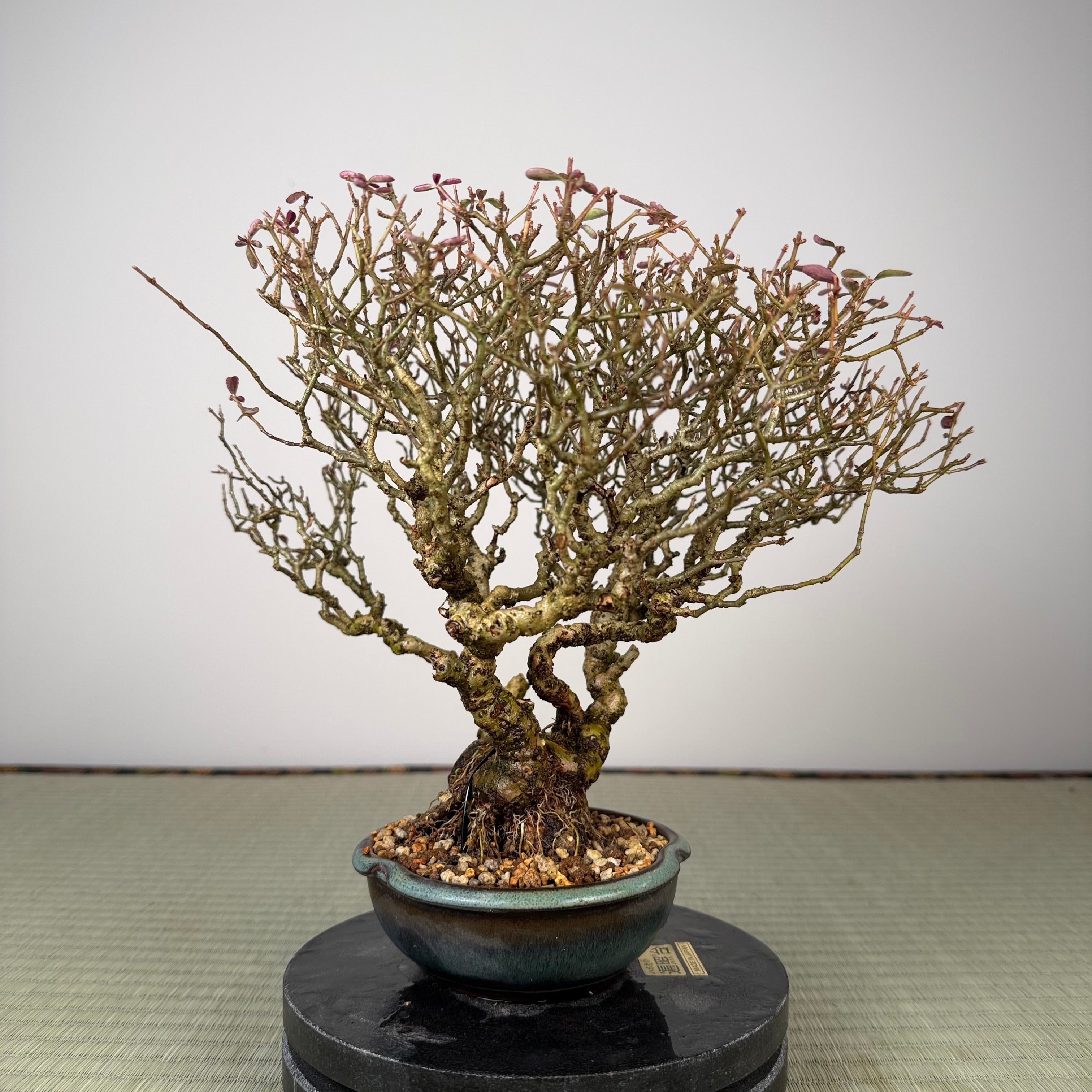 Ligustrum