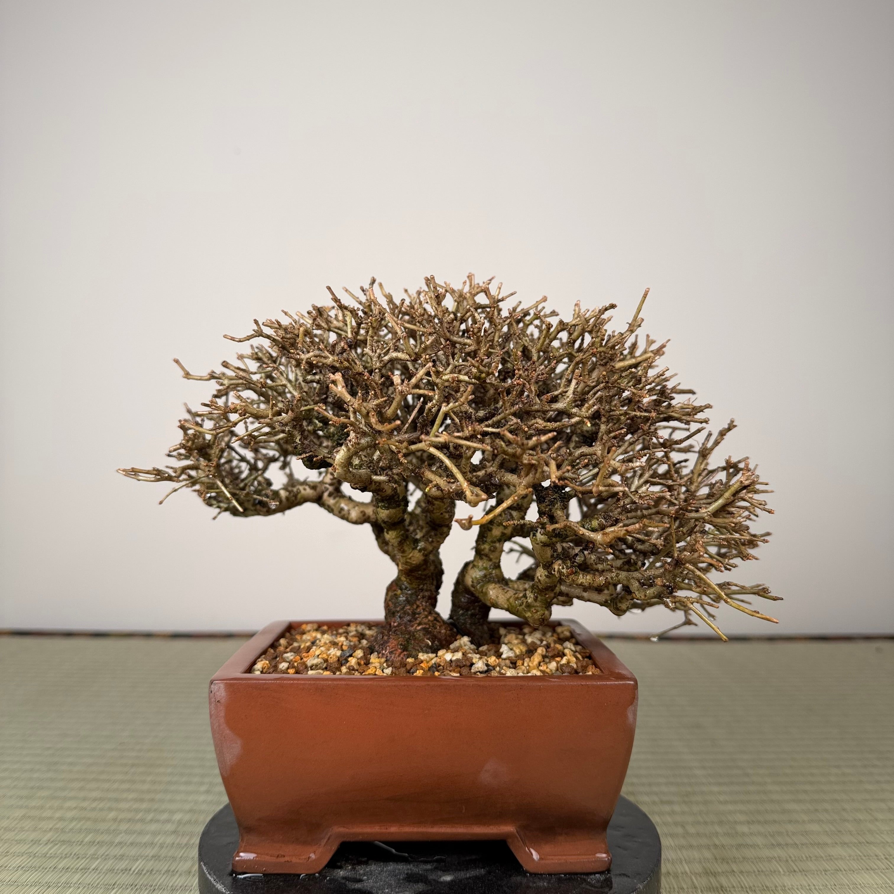 Ligustrum