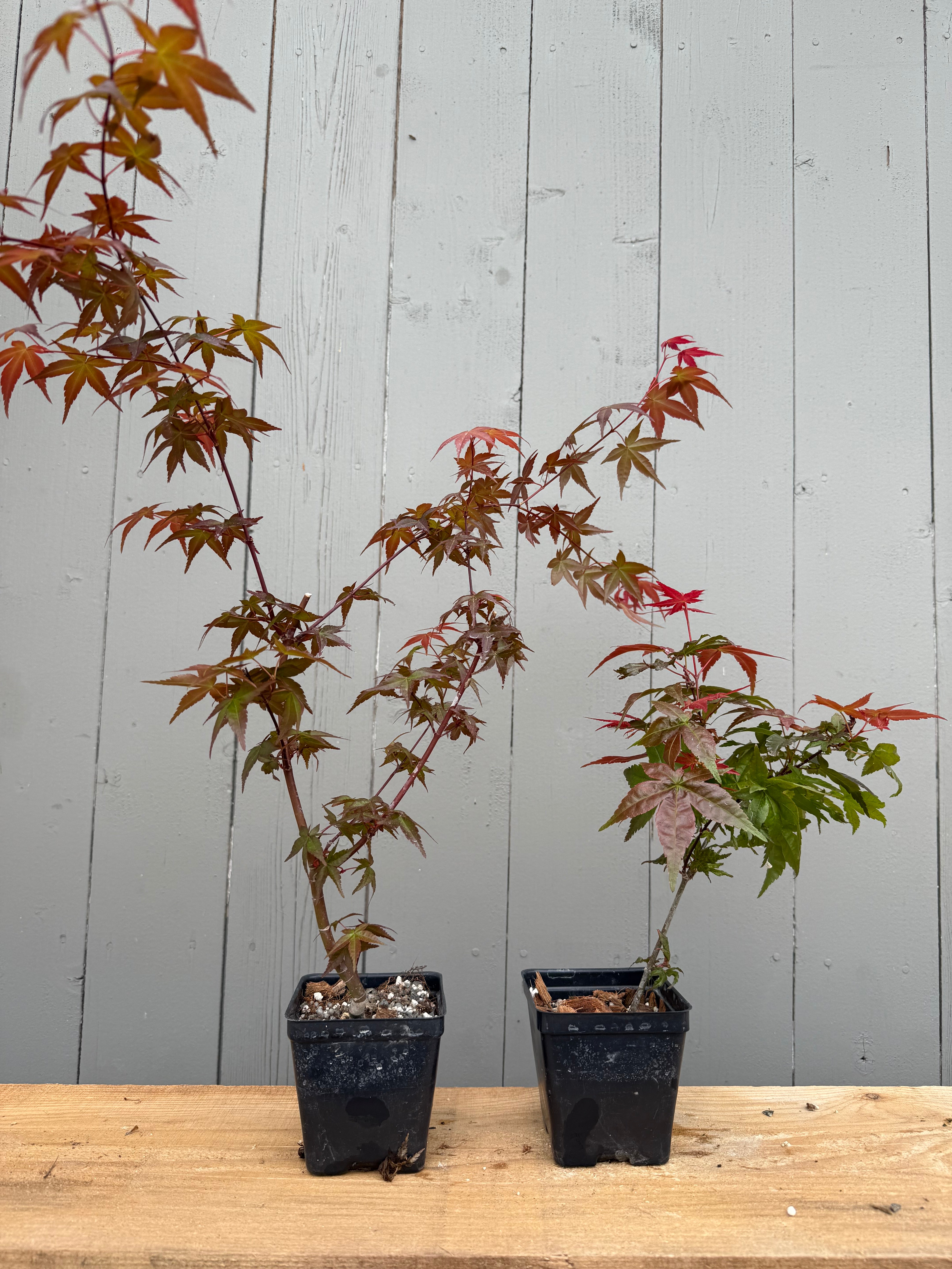 Acer palmatum 'Corallinum'