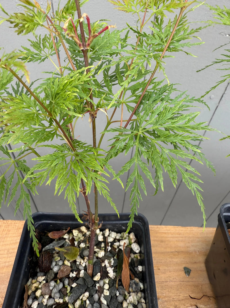 Acer palmatum 'Emerald Lace'