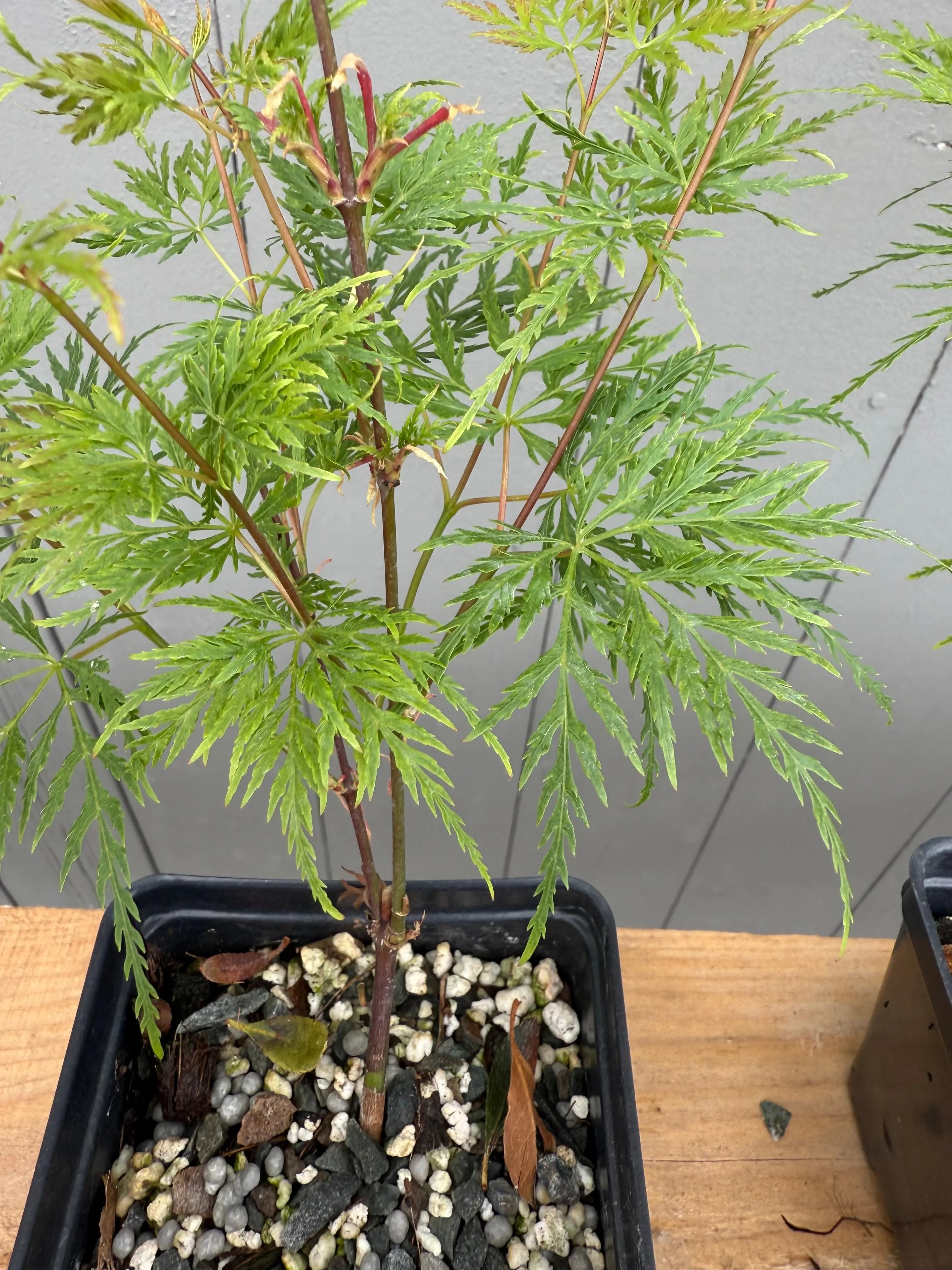 JAPANESE MAPLE (Laceleaf Variety) Canada Bonsai