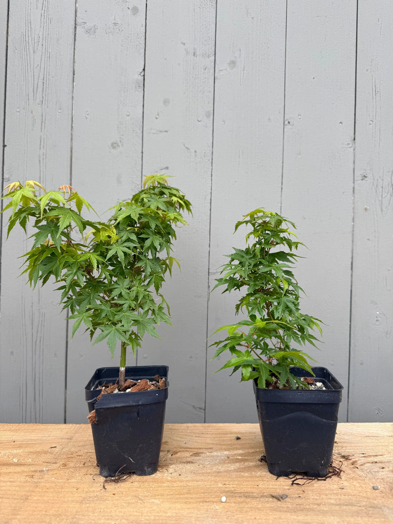 Acer palmatum 'Kashima