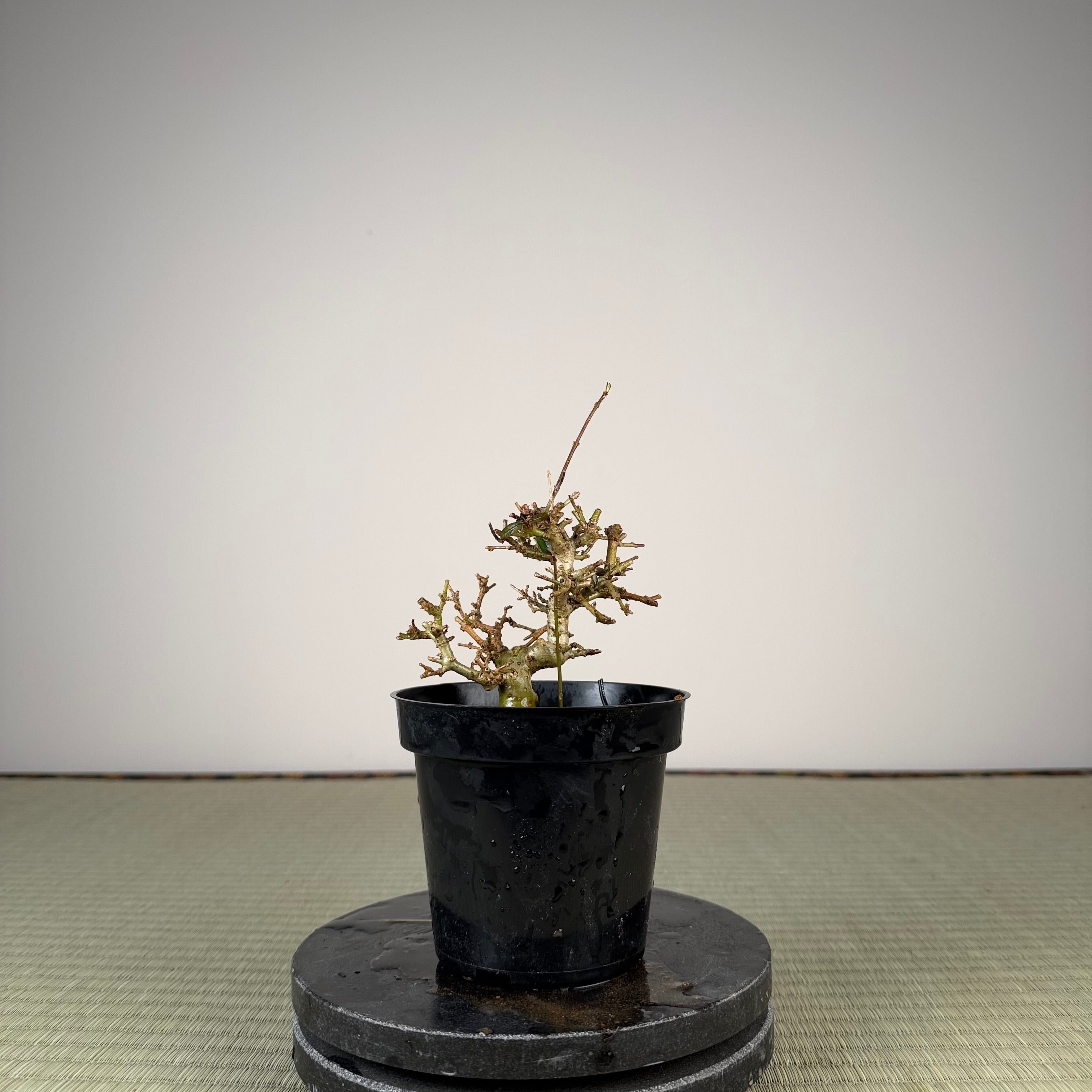 Ligustrum Arakawa *Voir note*