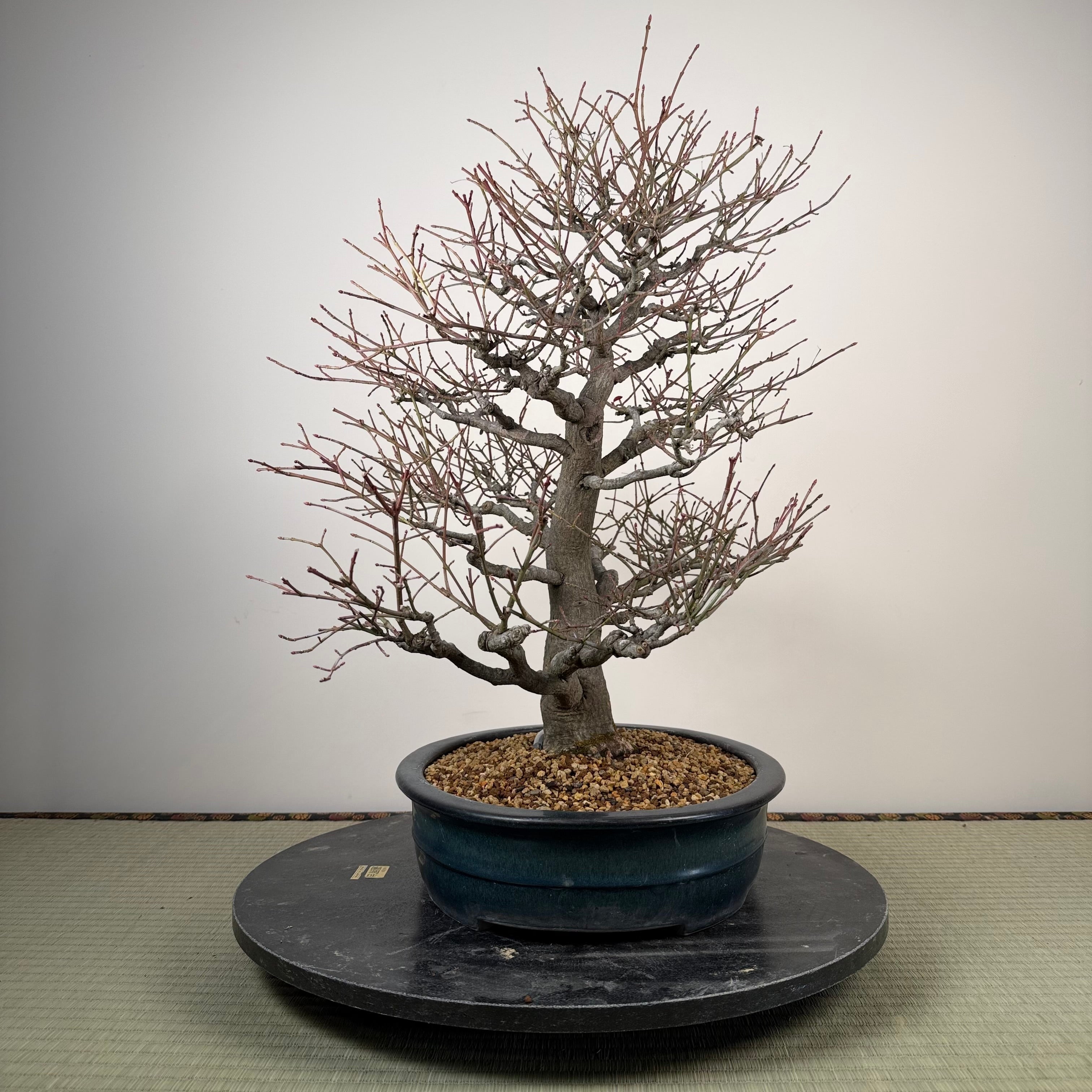 Euonymus
