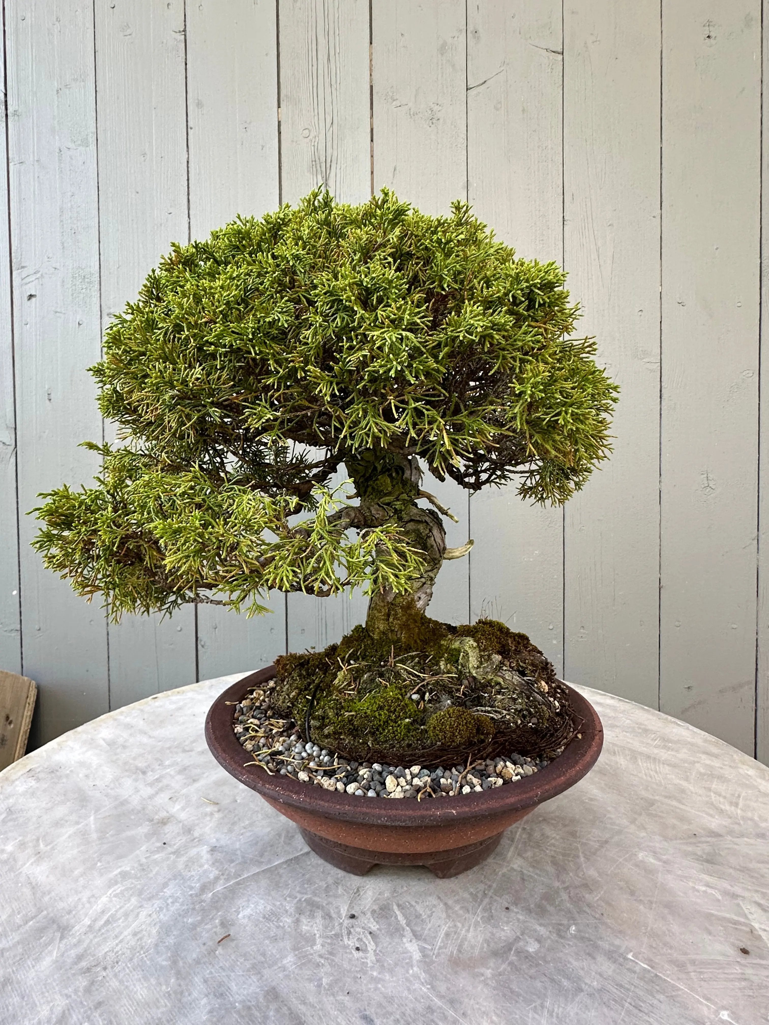 Juniper Itoigawa Canada Bonsai