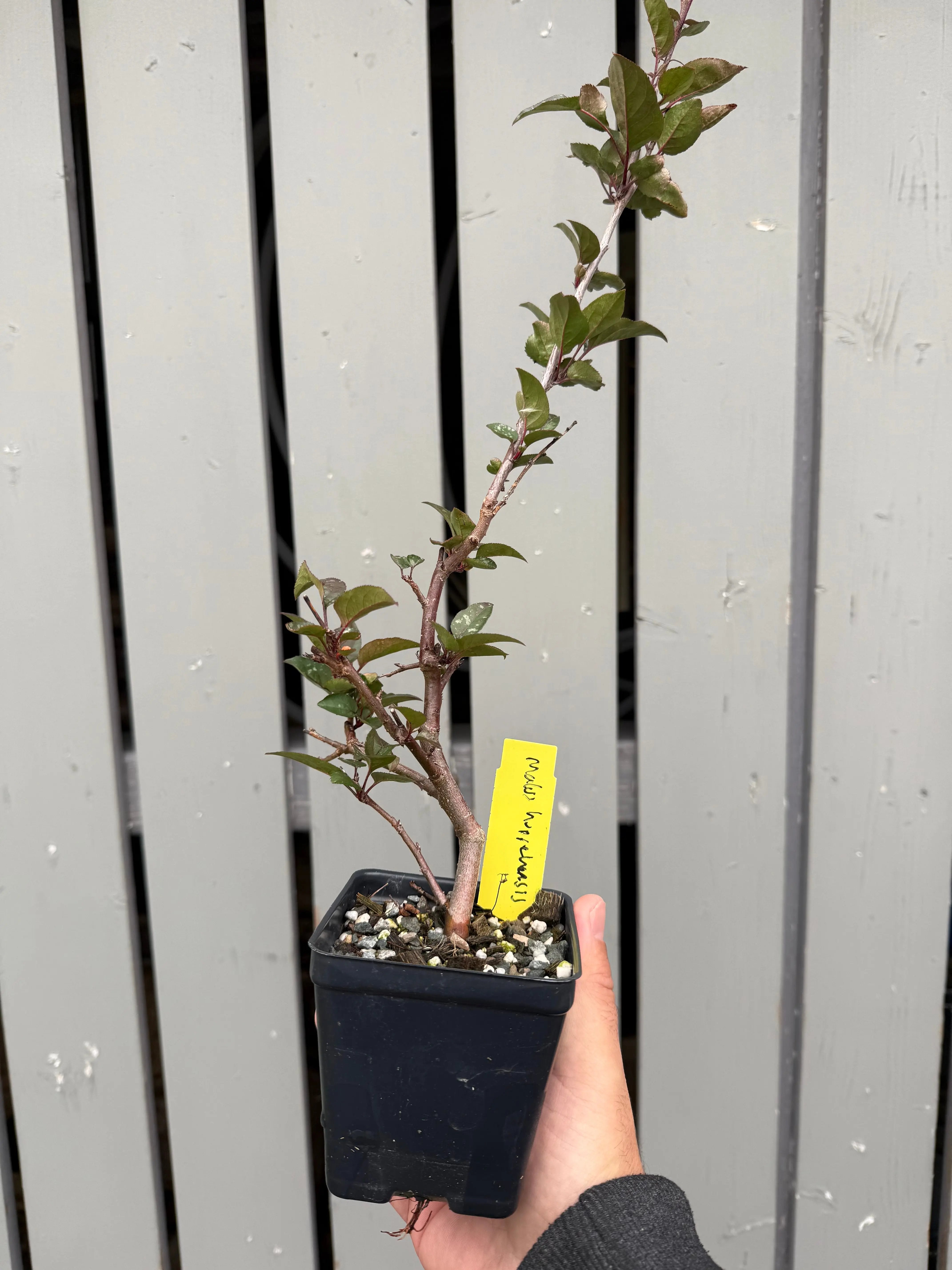 Malus hupehensis #1 Canada Bonsai