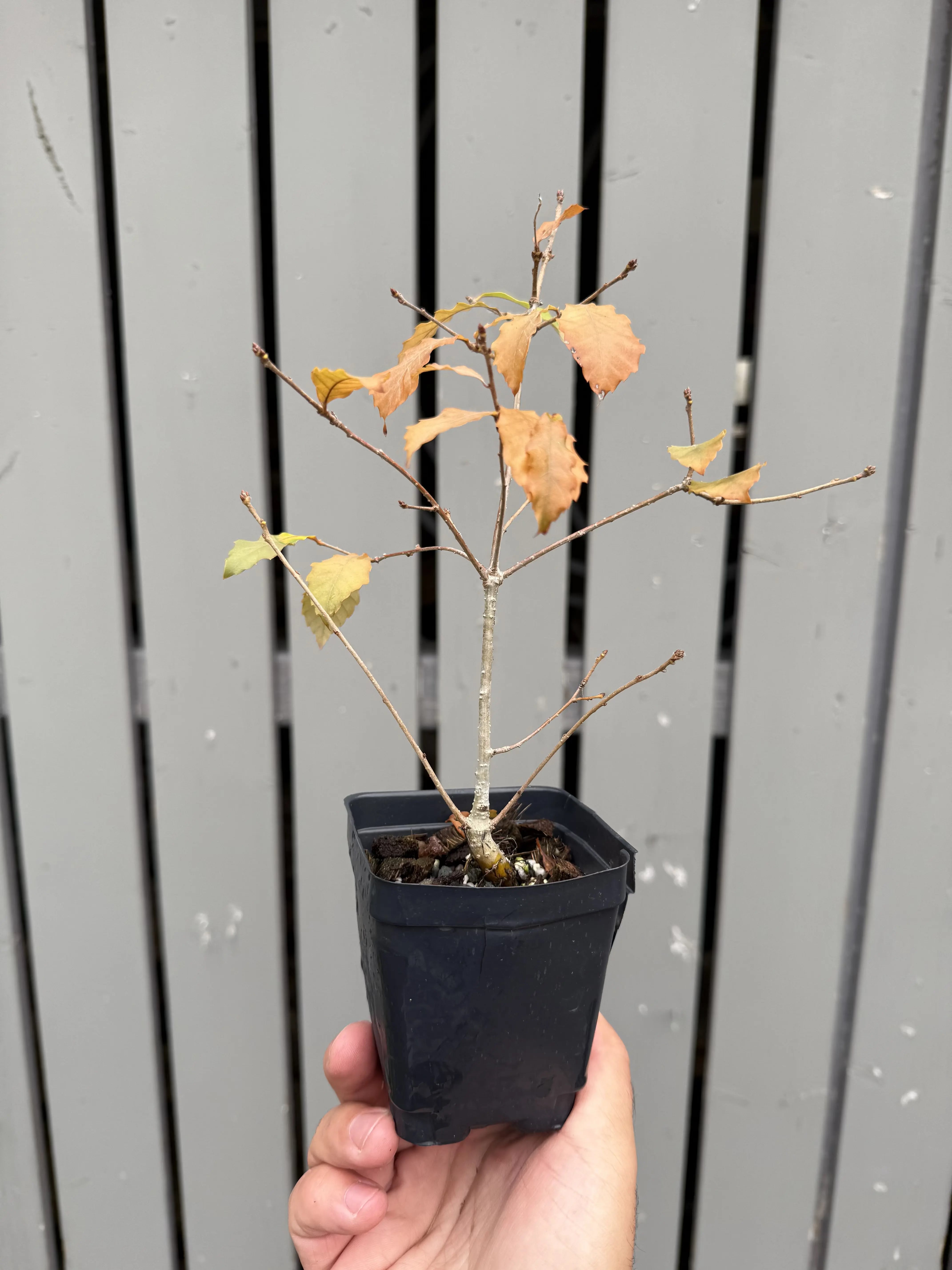 Quercus Serrata #4 Canada Bonsai