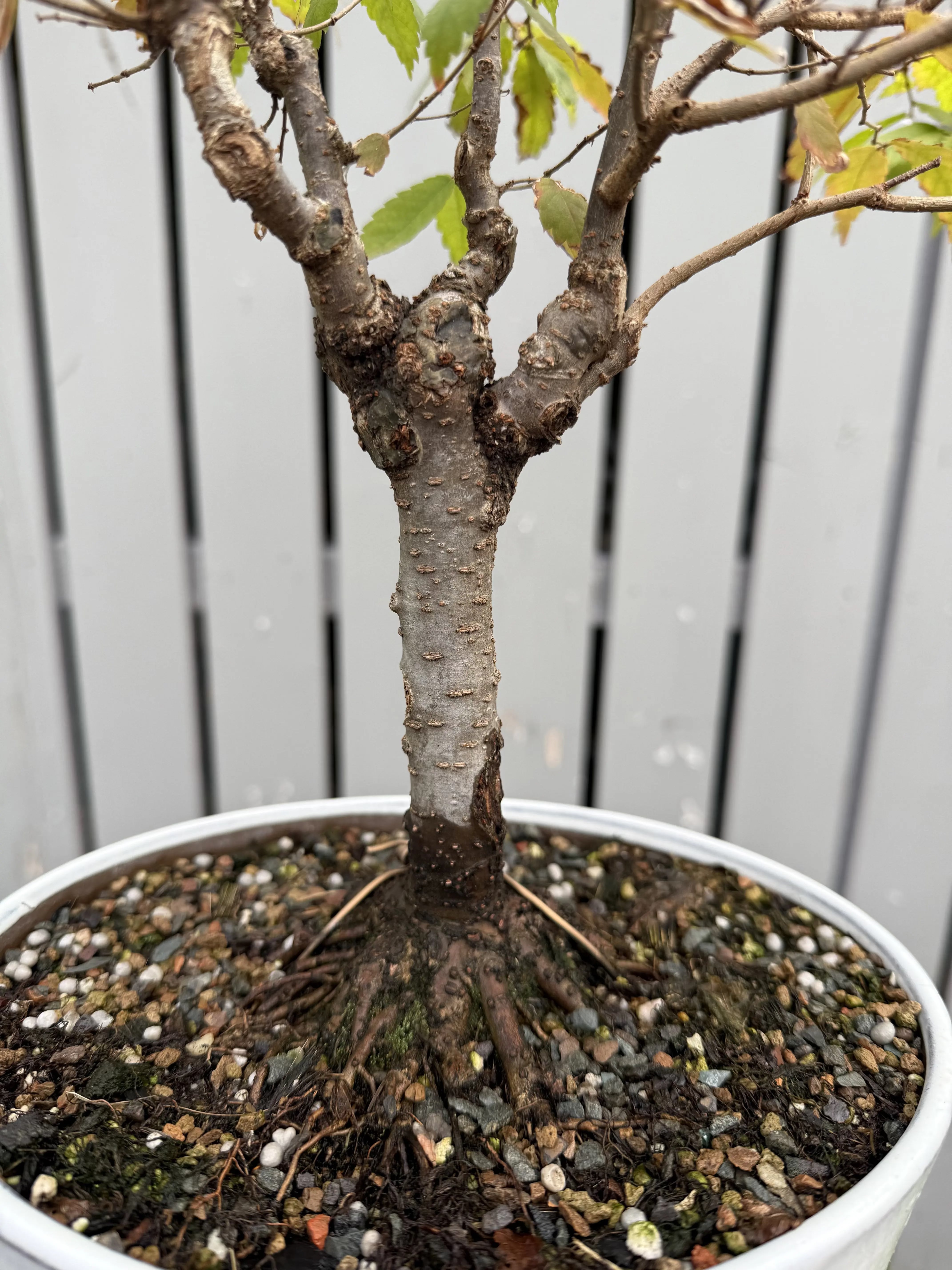 Zelkova serrata #7 Canada Bonsai