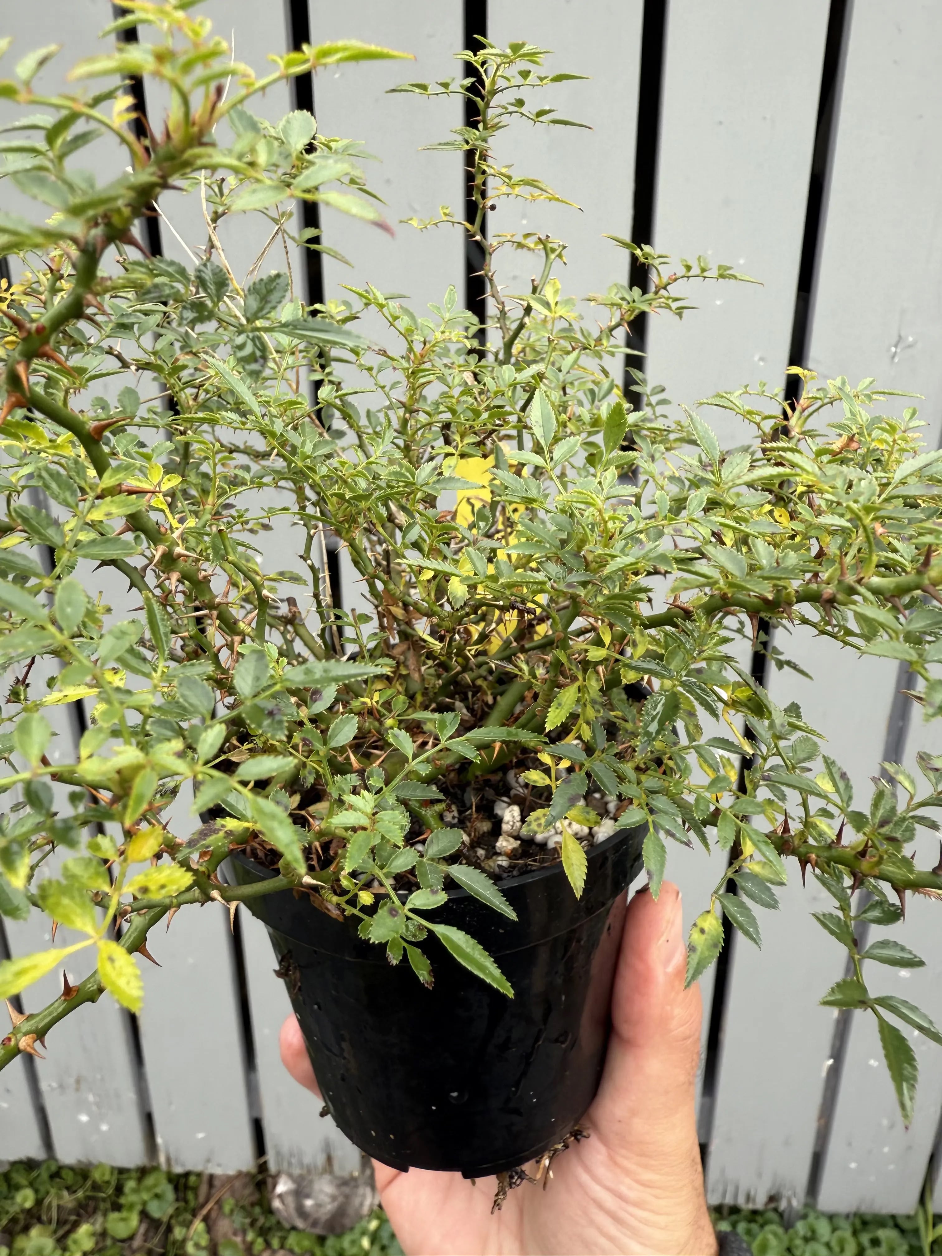 Rosa #1 Canada Bonsai