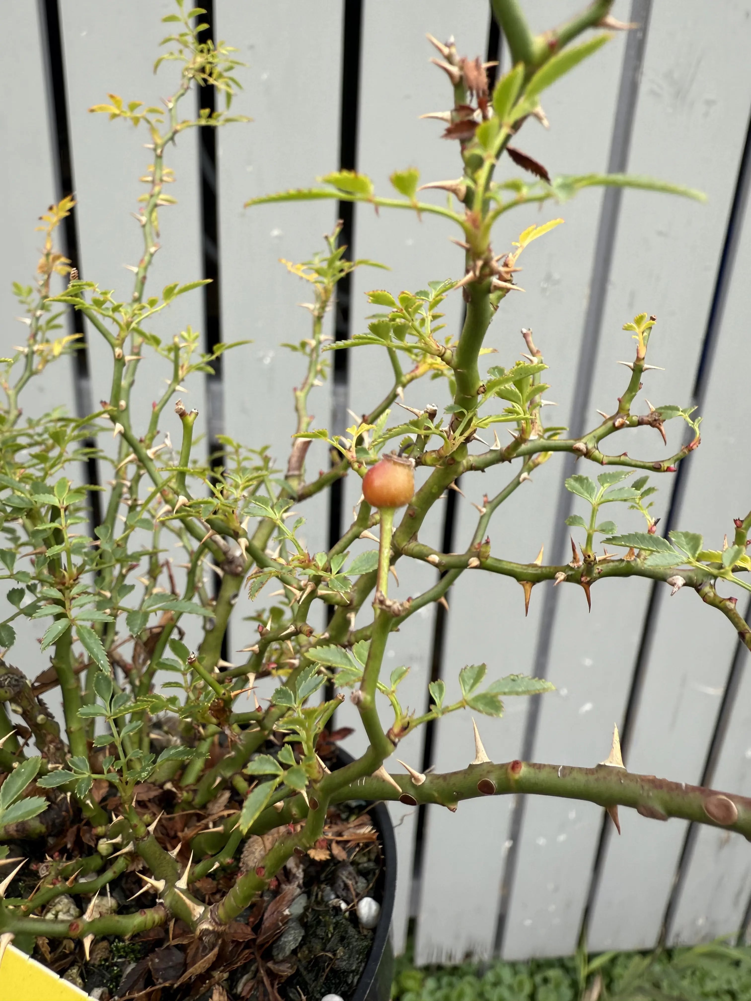 Rosa #4 Canada Bonsai