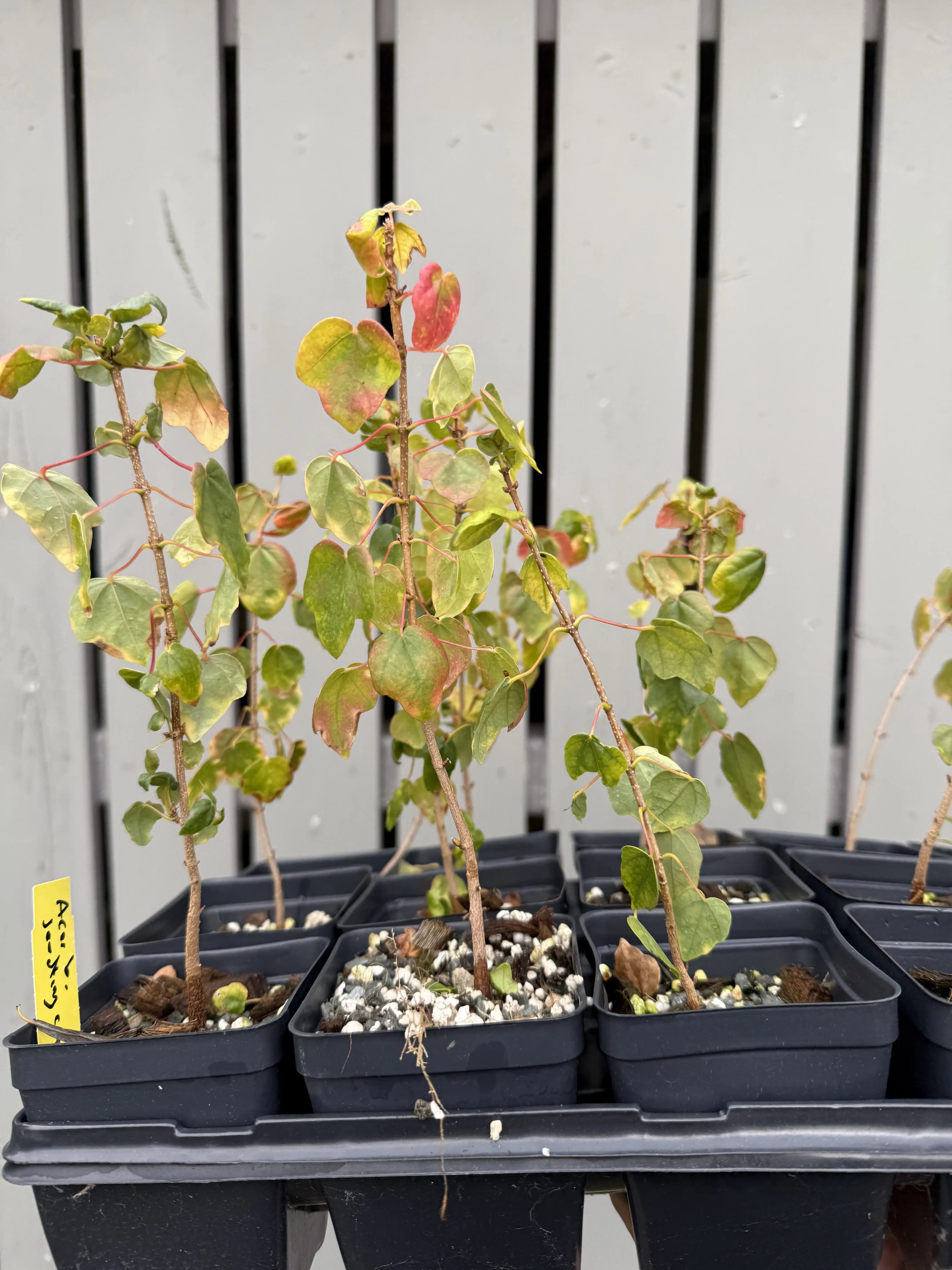 Acer buergerianum (seed-grown) Canada Bonsai