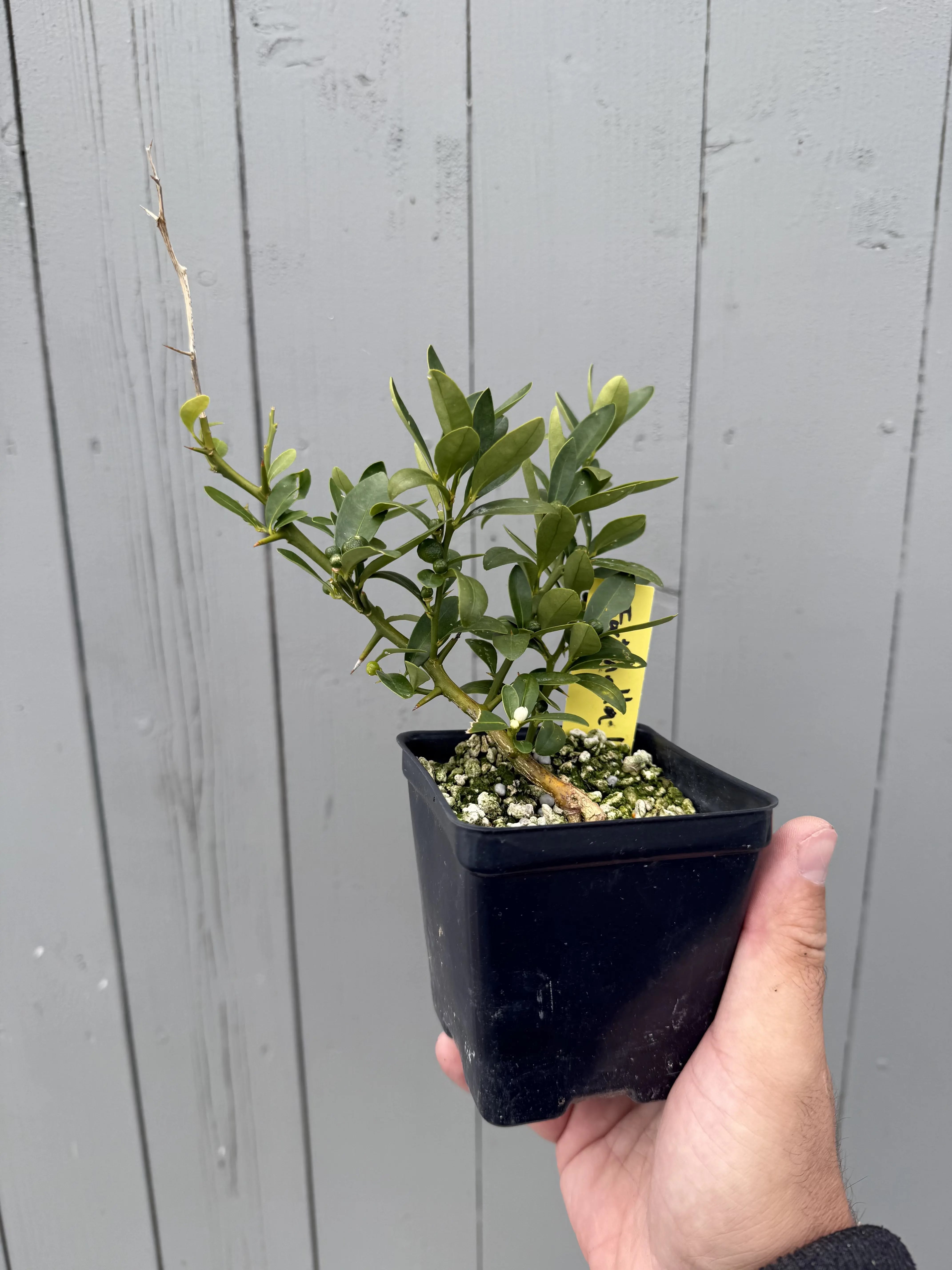 Fortunella hindsii #3 Canada Bonsai