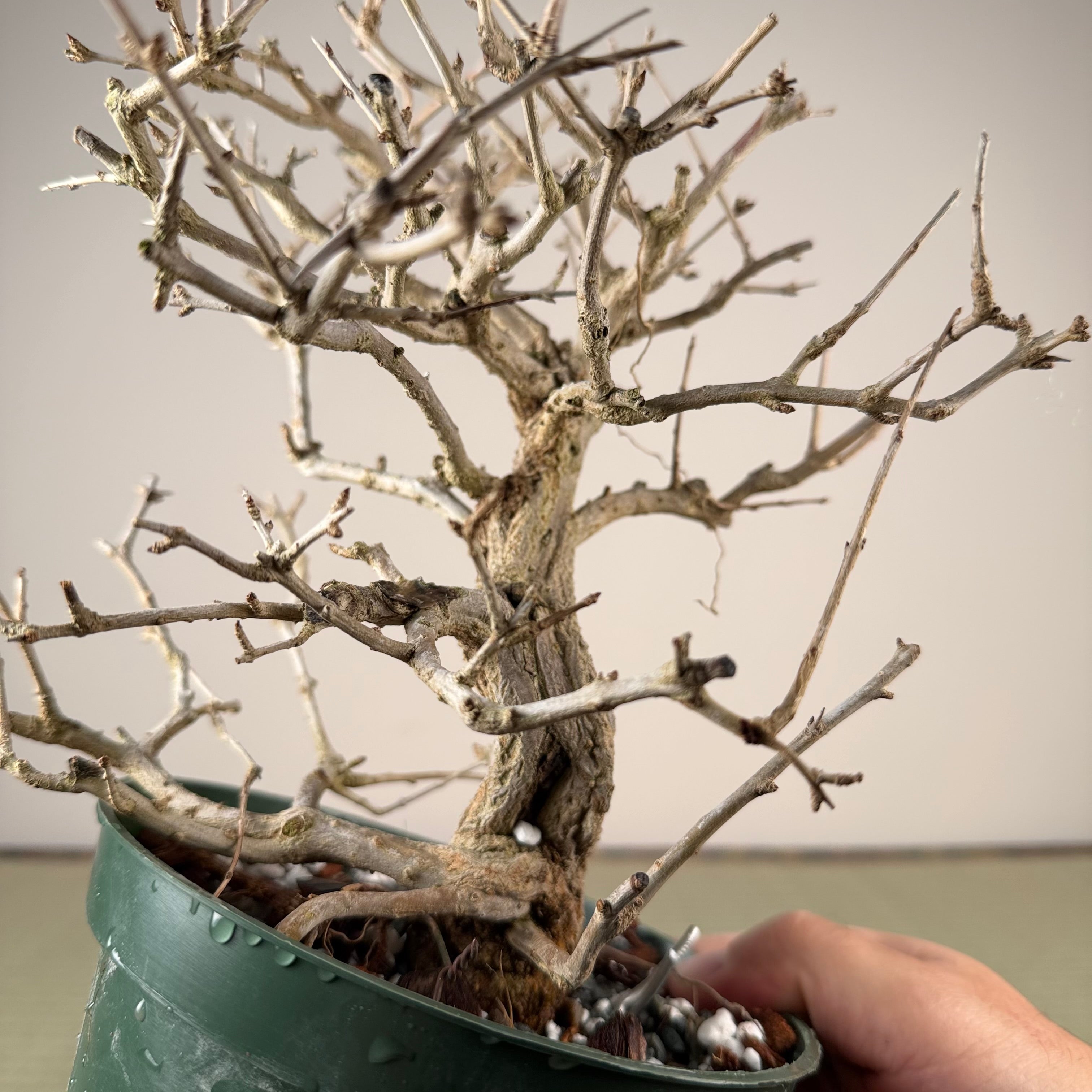 Punica granatum