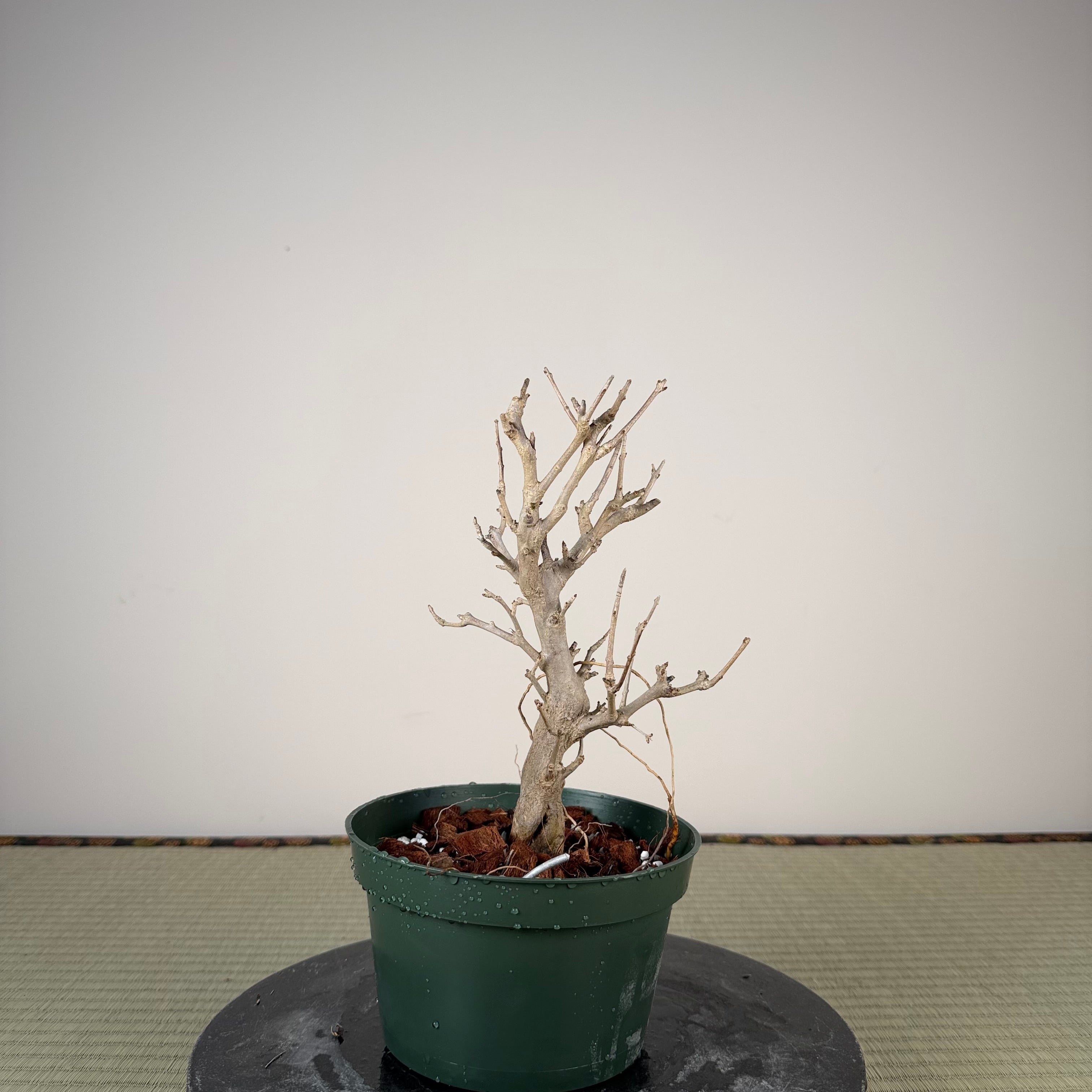 Punica granatum