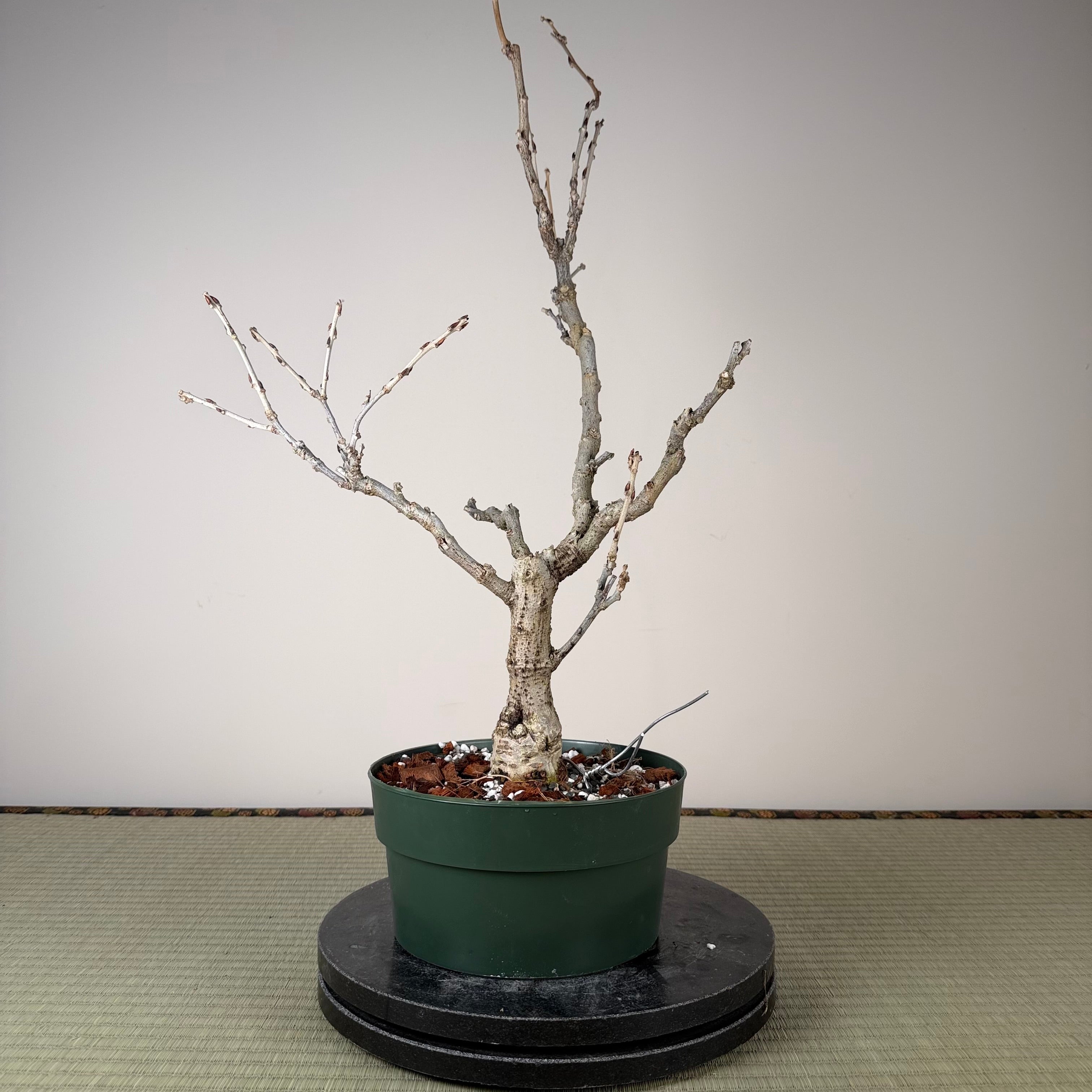Glycine floribunda (blanche)
