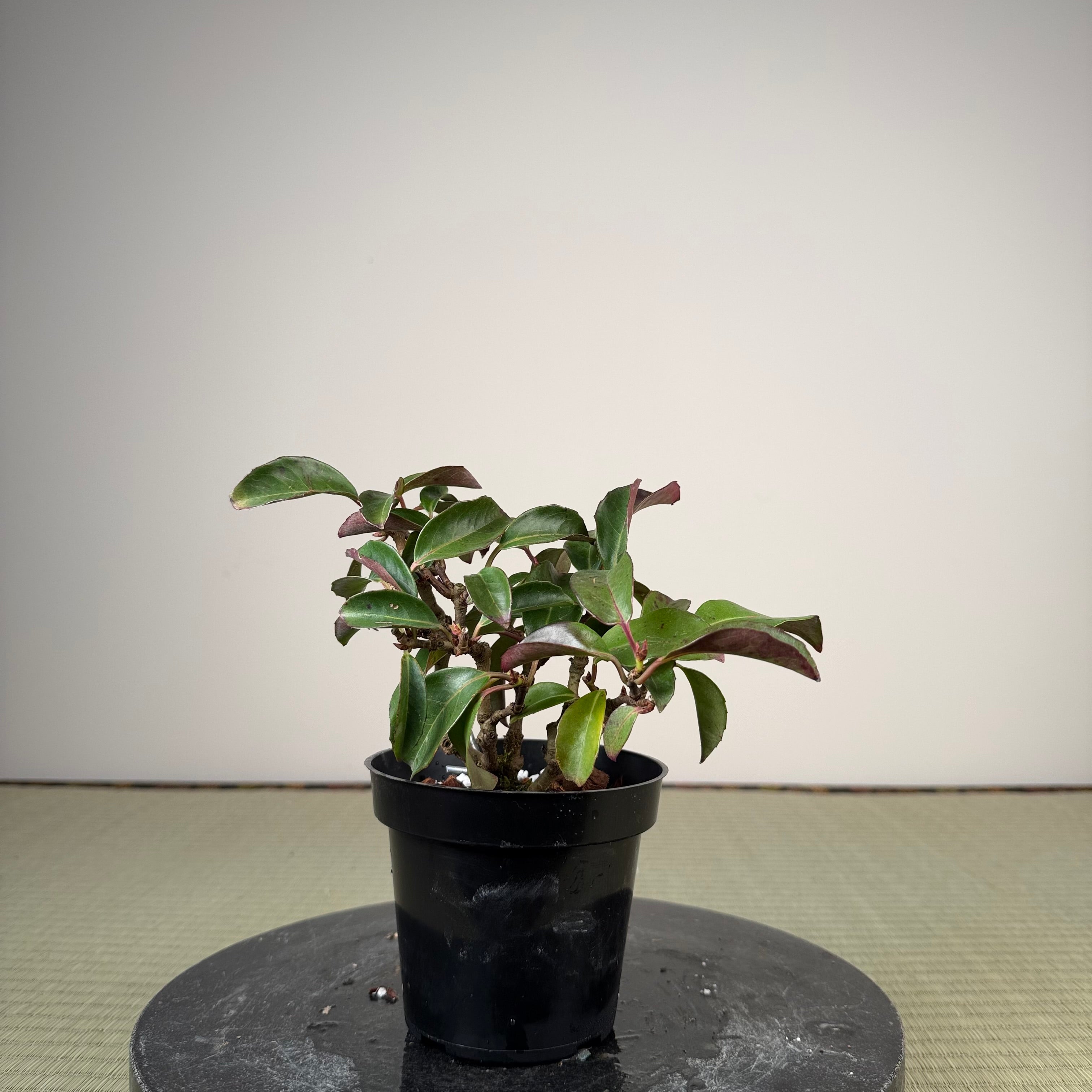 Kadsura japonica