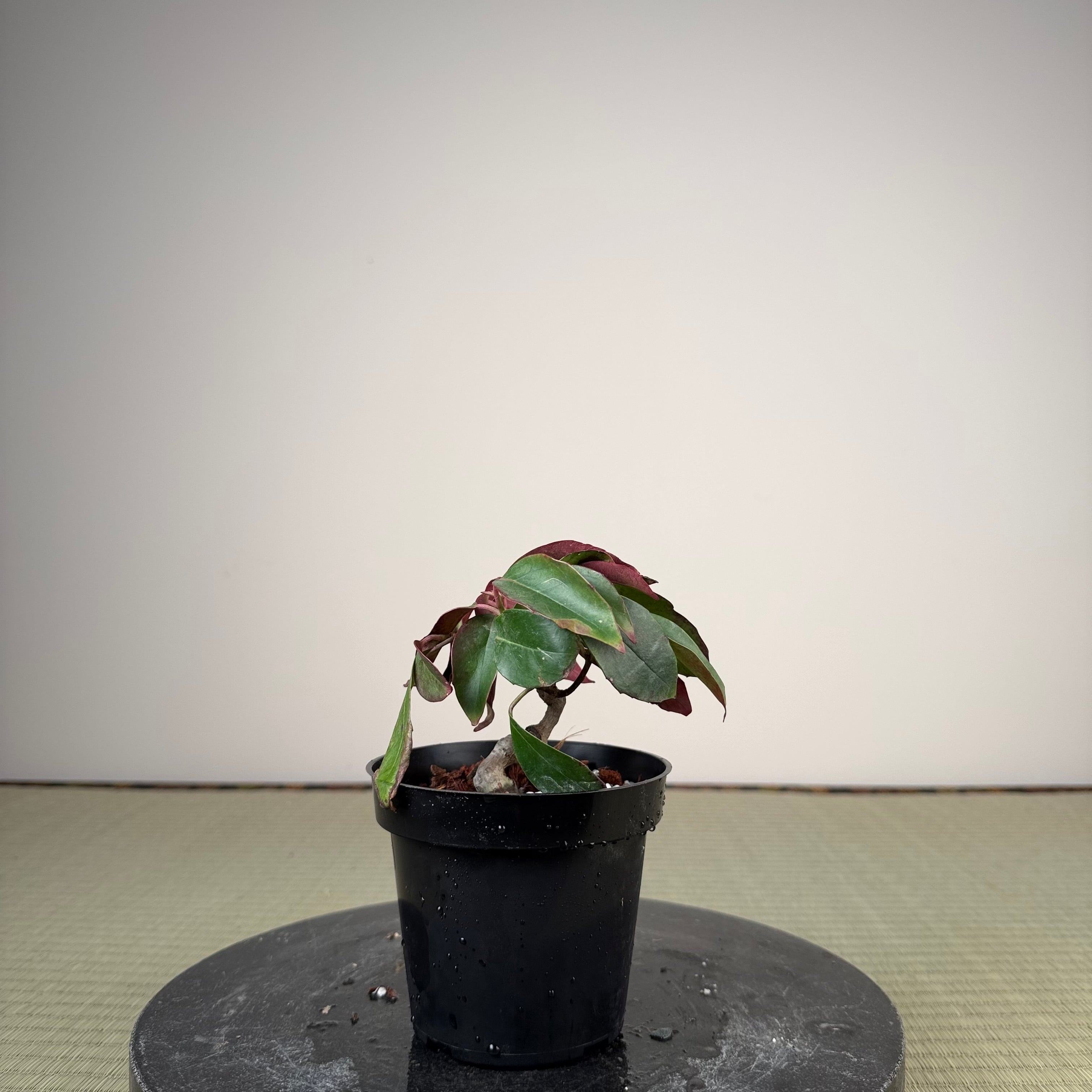 Kadsura japonica