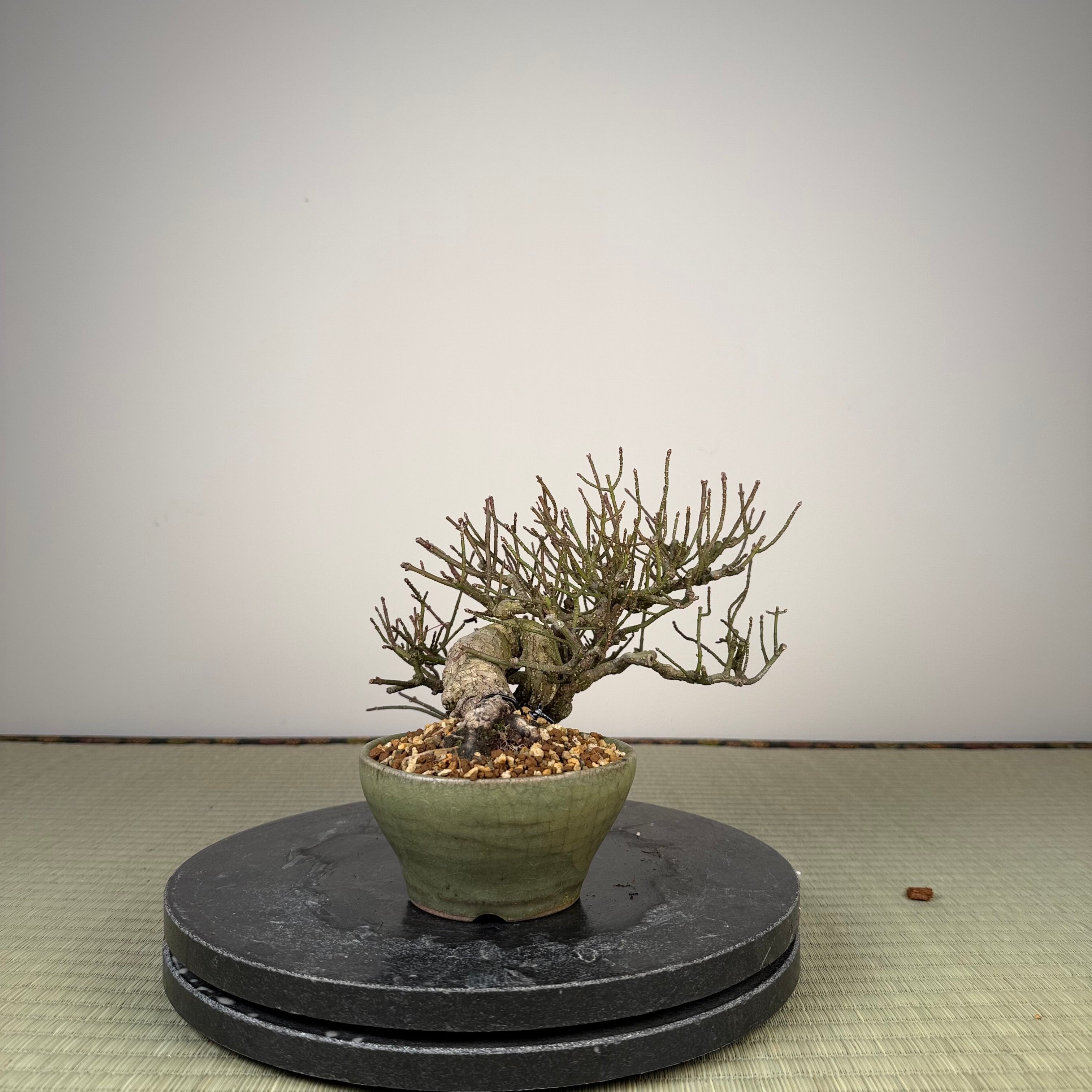 Euonymus