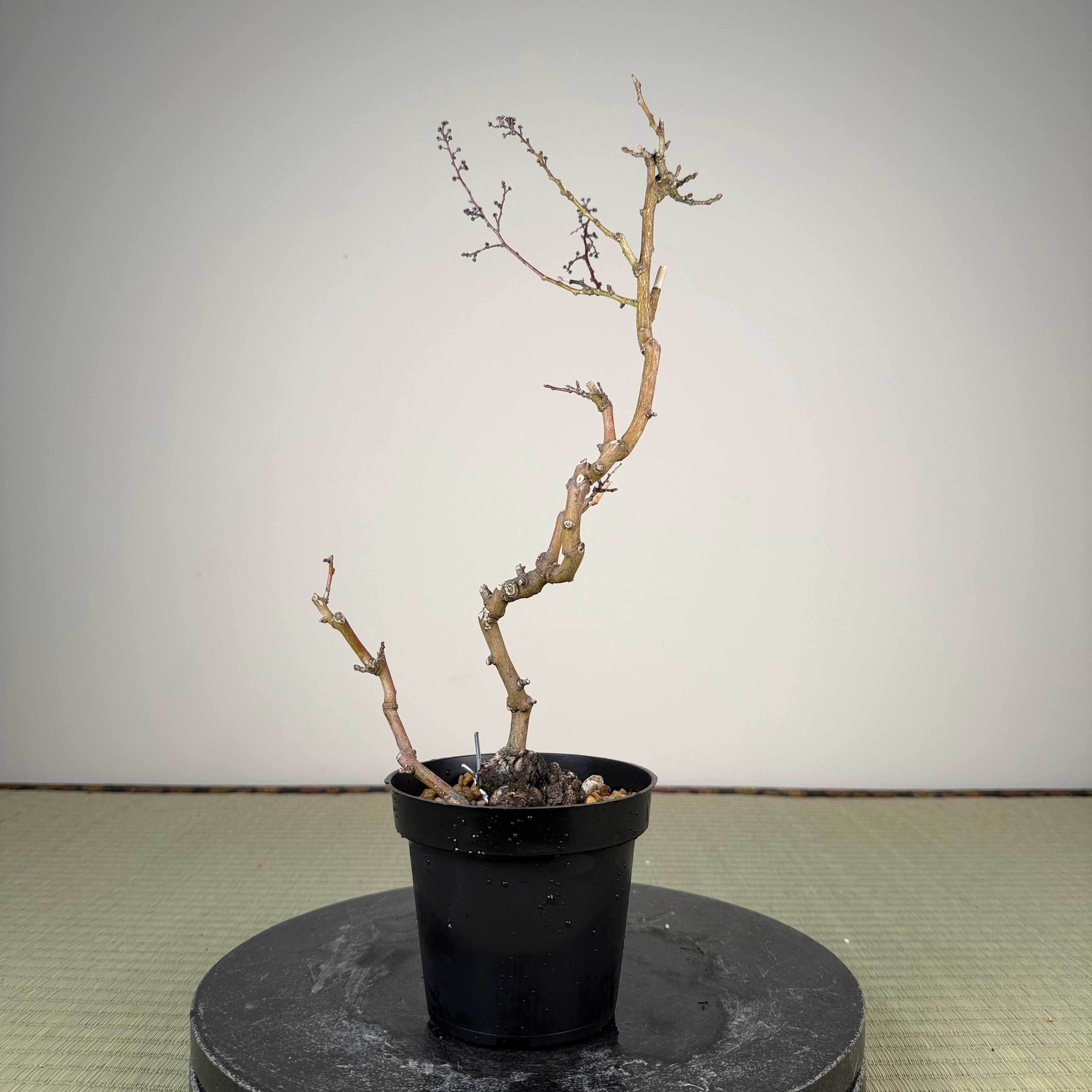 Berchemia racemosa