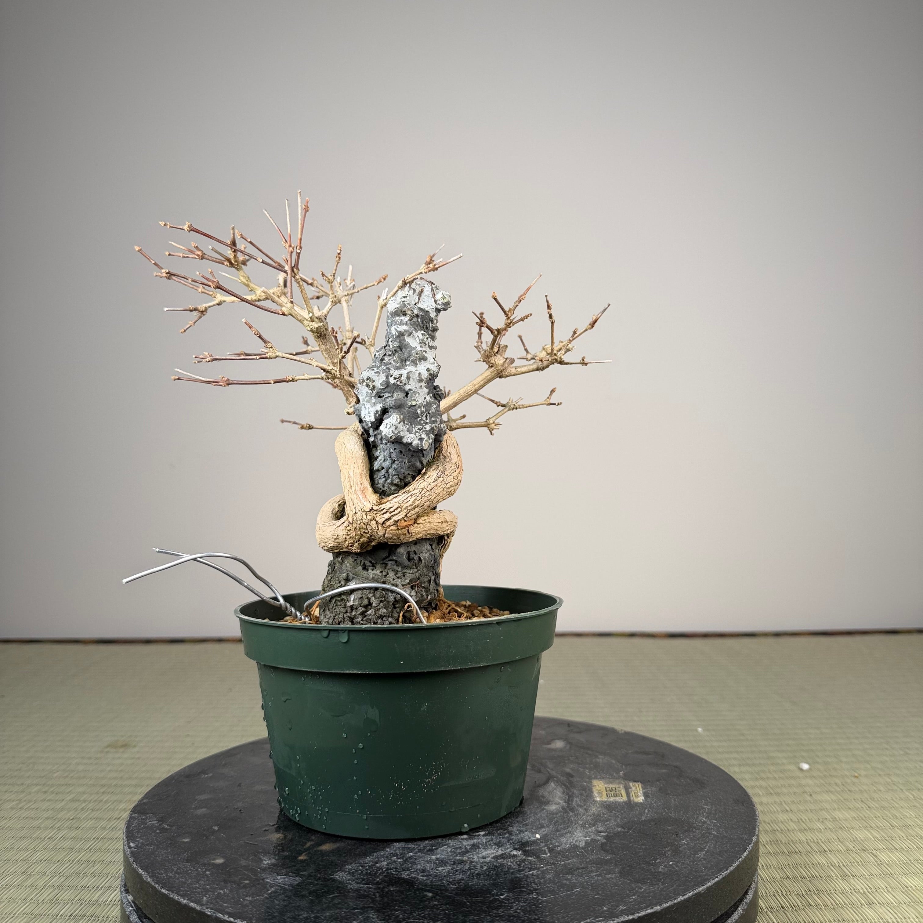 Premna japonica