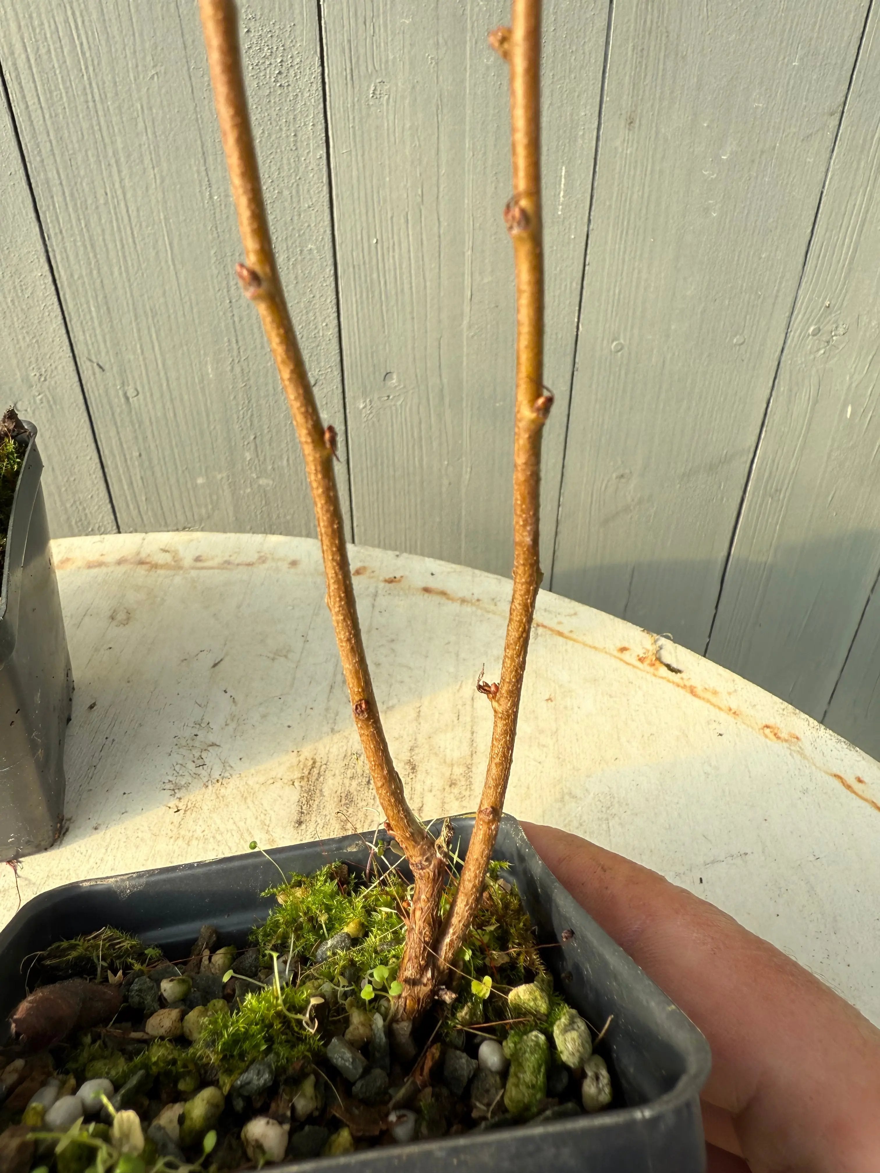 Prunus glandulosa Canada Bonsai