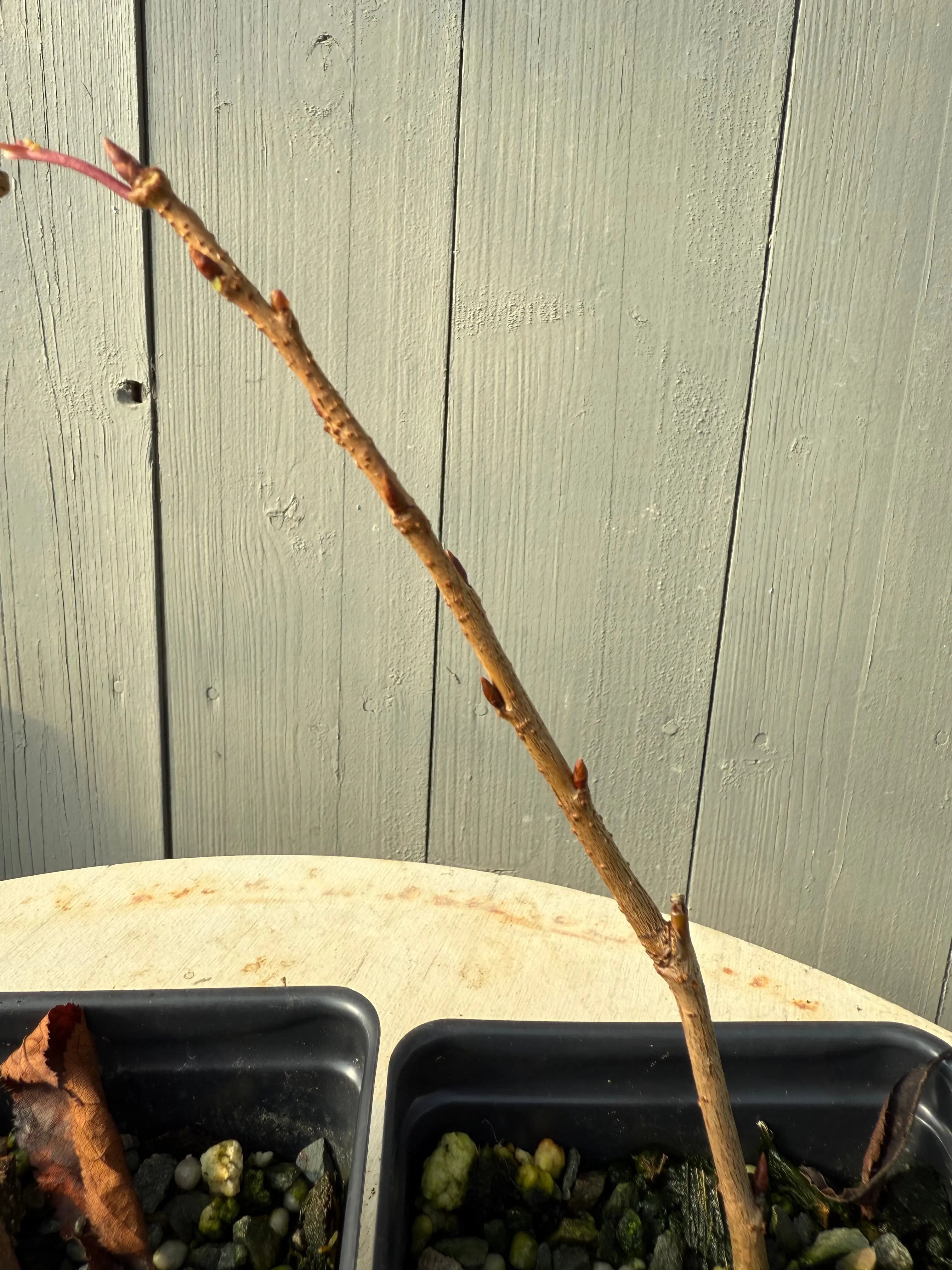 Prunus × yedoensis Shidare-Yoshino Canada Bonsai