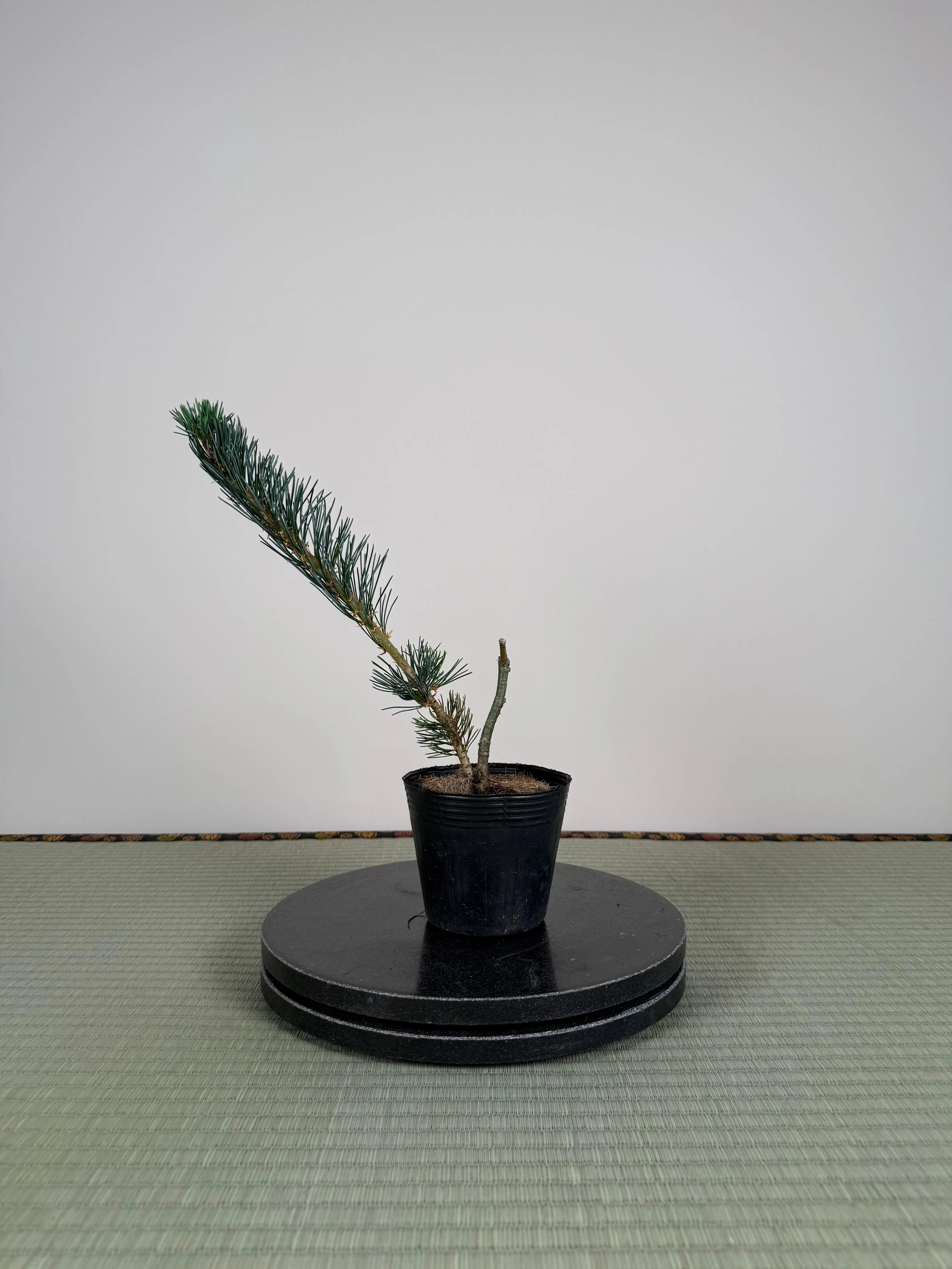 Pinus parviflora 'Kokonoe' Canada Bonsai