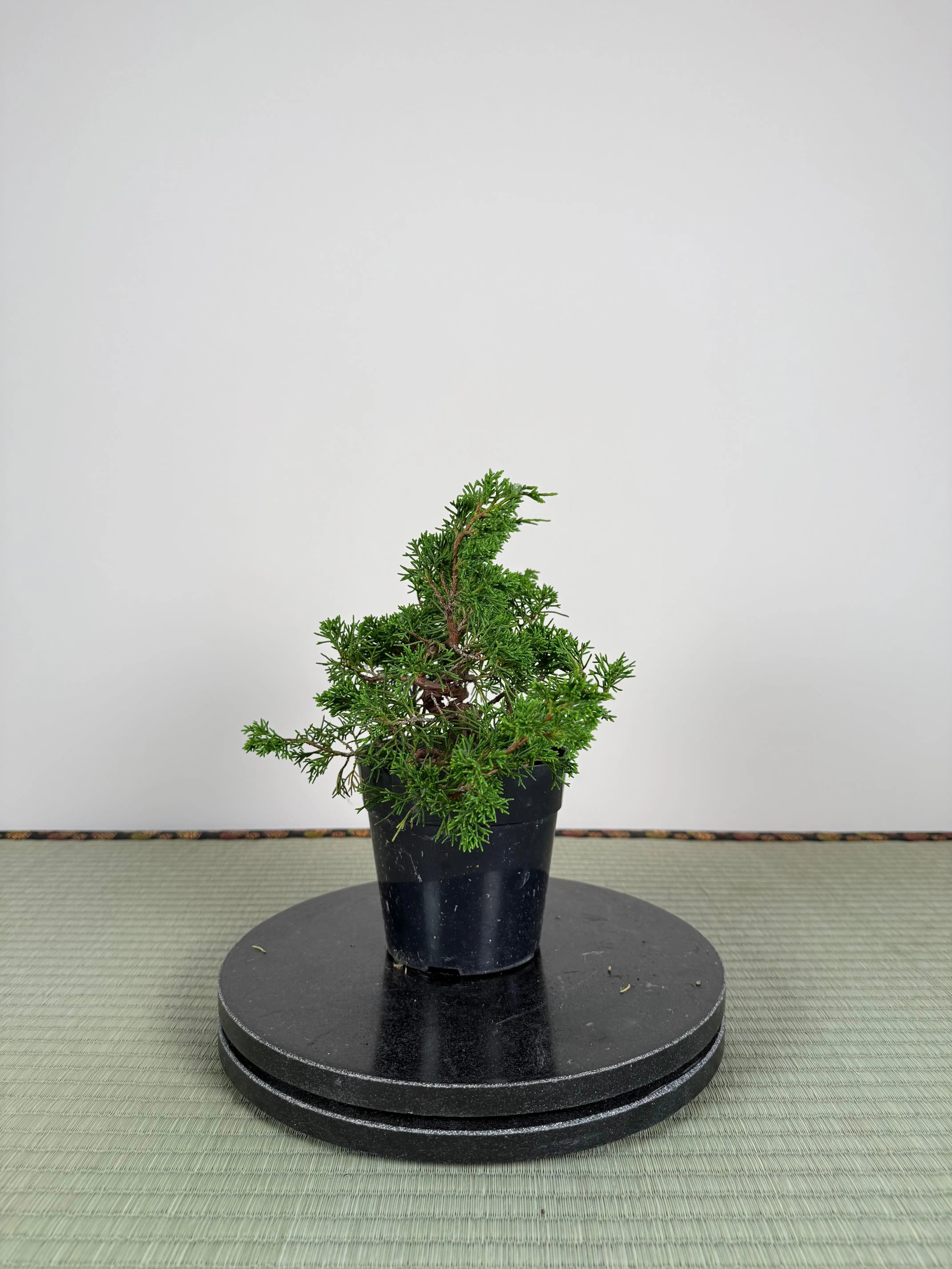 Juniperus chinensis Itoigawa Canada Bonsai