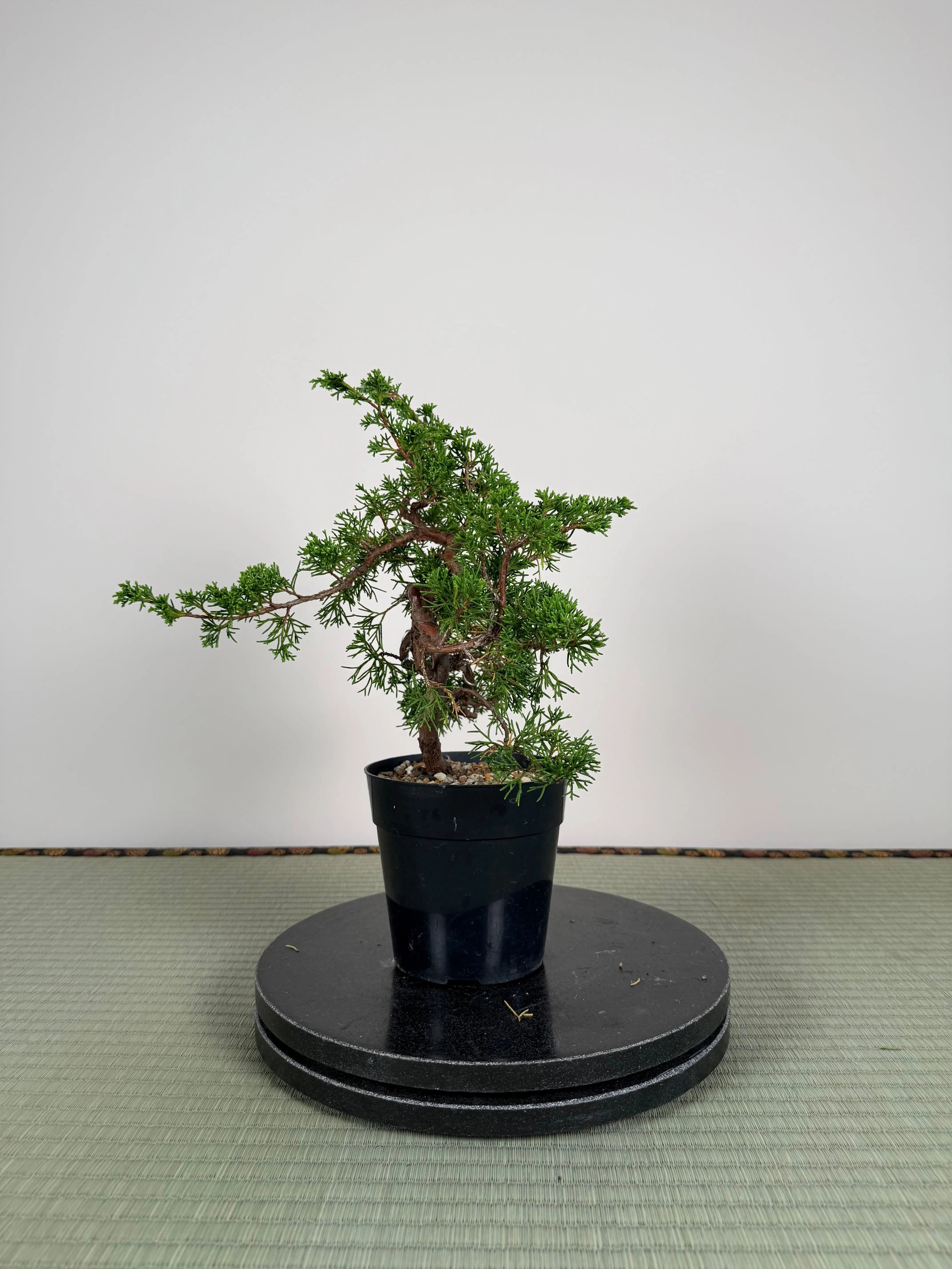 Juniperus chinensis Itoigawa Canada Bonsai