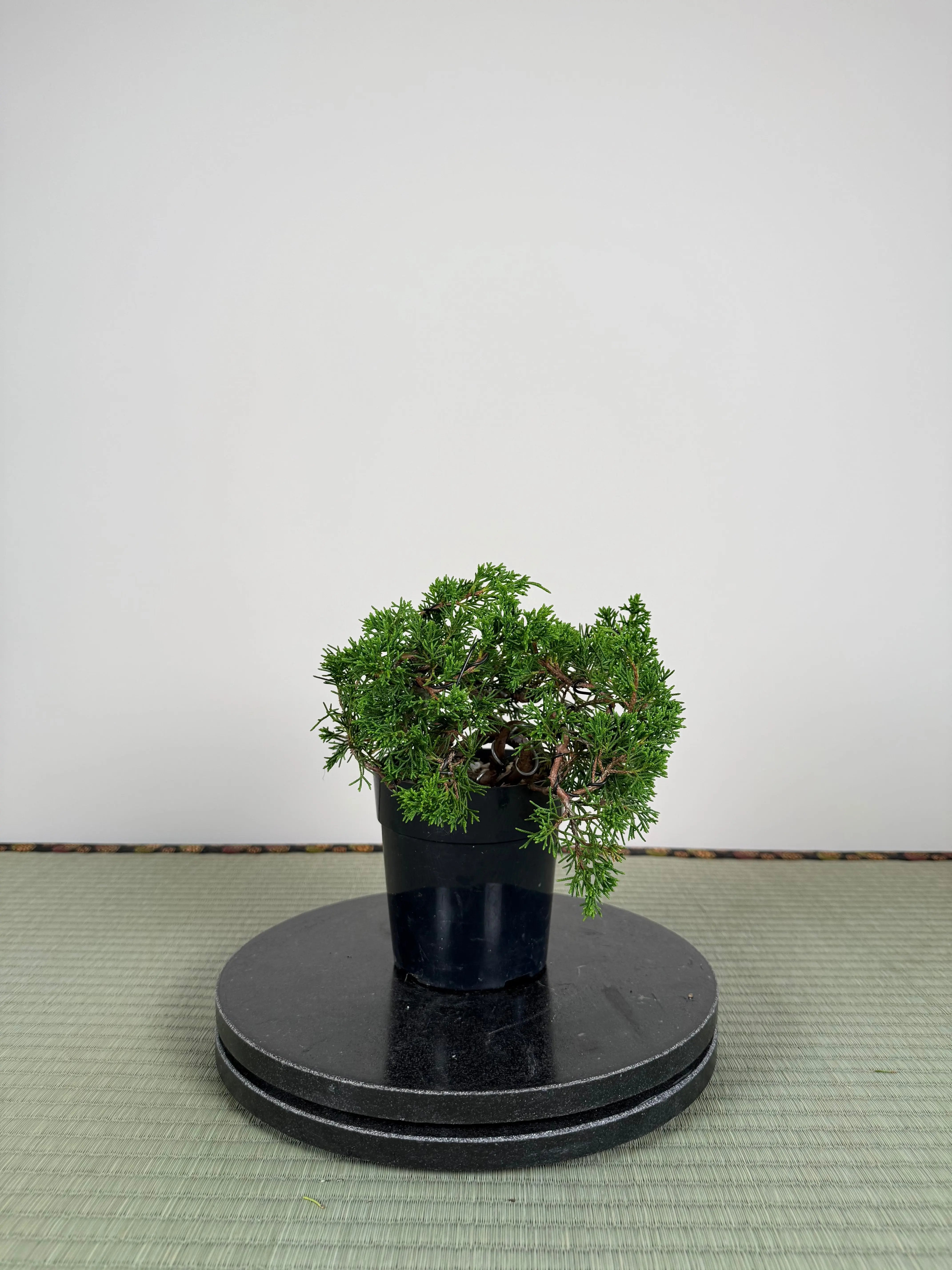 Juniperus chinensis Itoigawa Canada Bonsai
