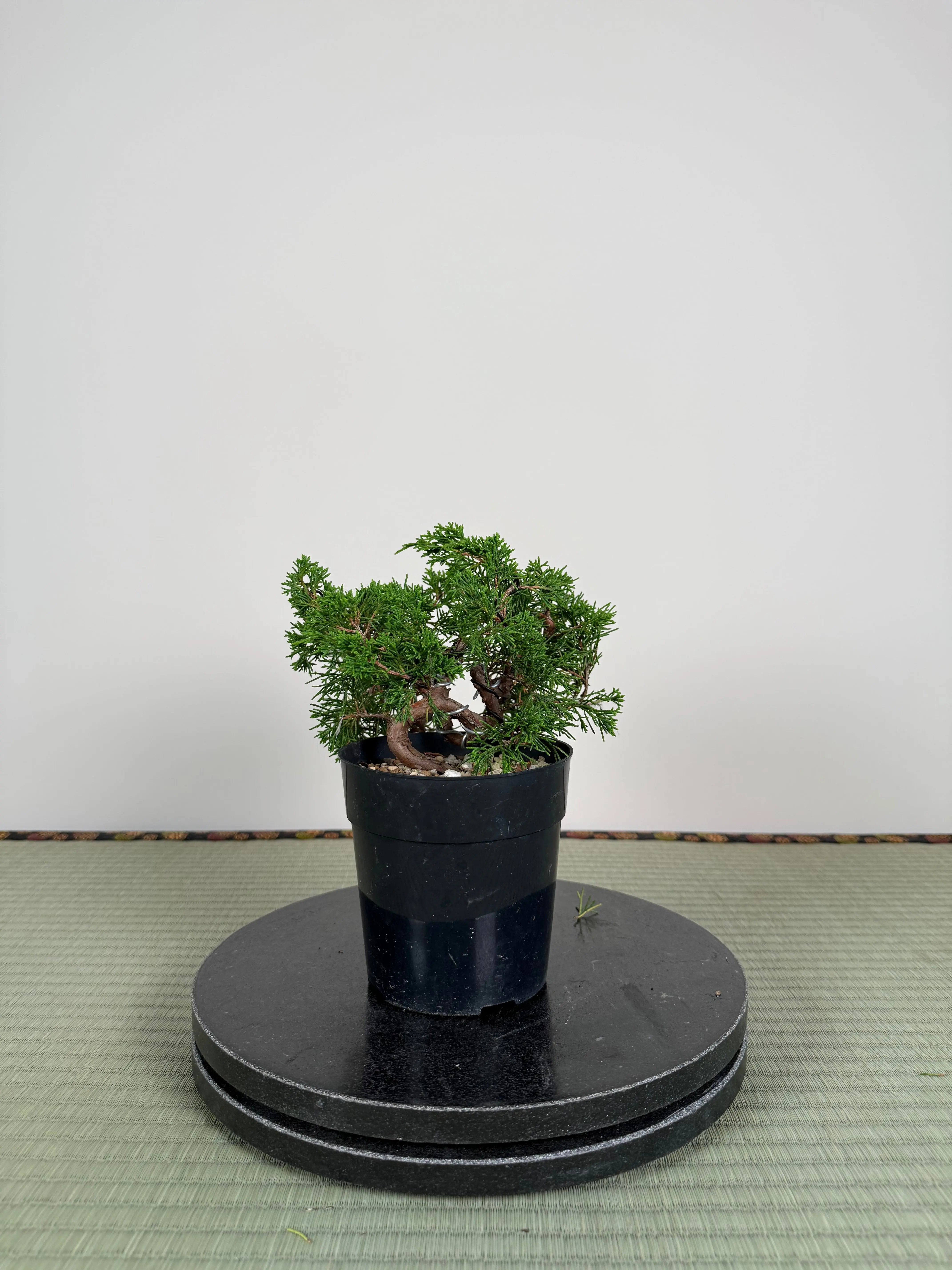 Juniperus chinensis Itoigawa Canada Bonsai