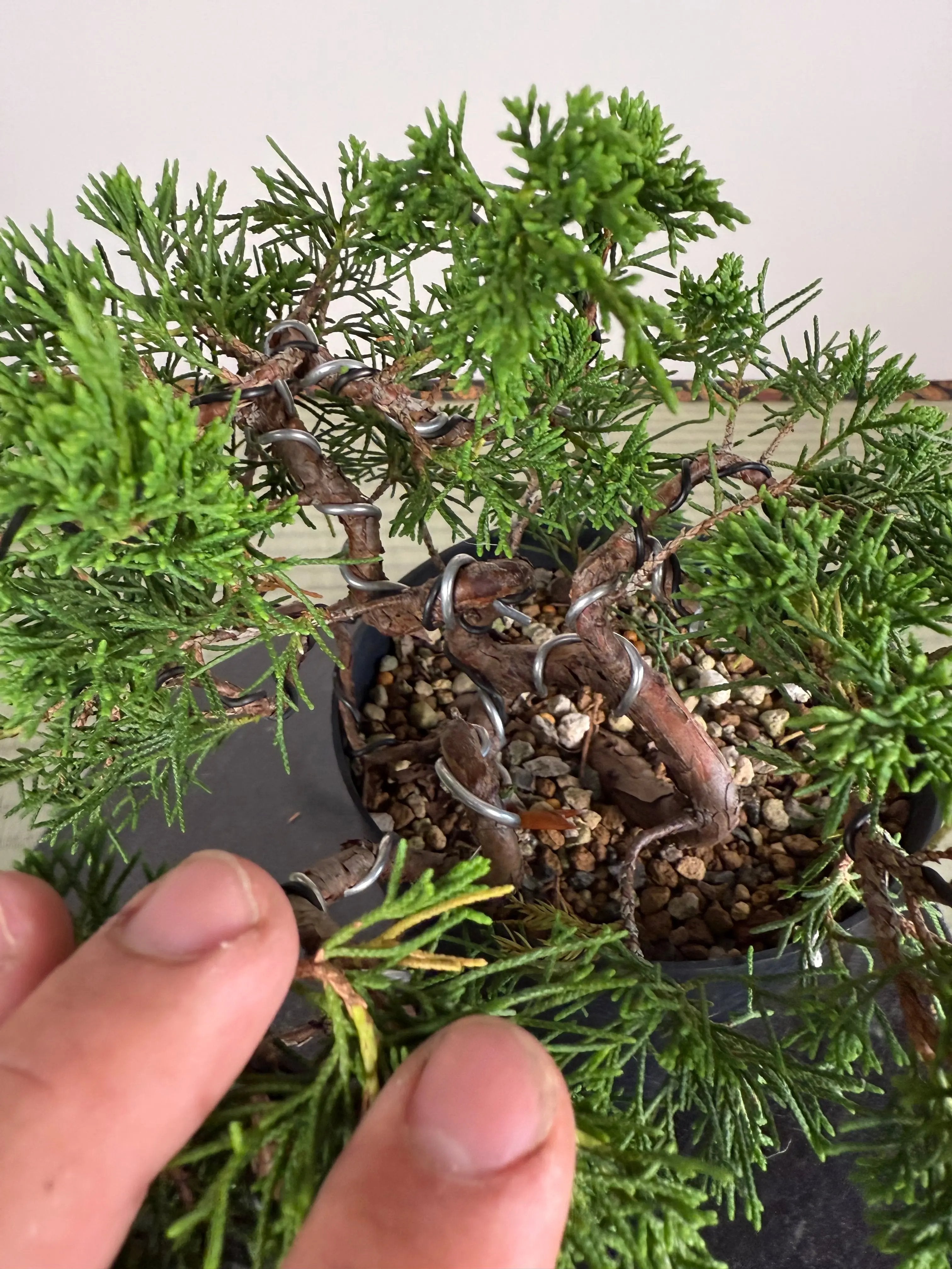 Juniperus chinensis Itoigawa Canada Bonsai