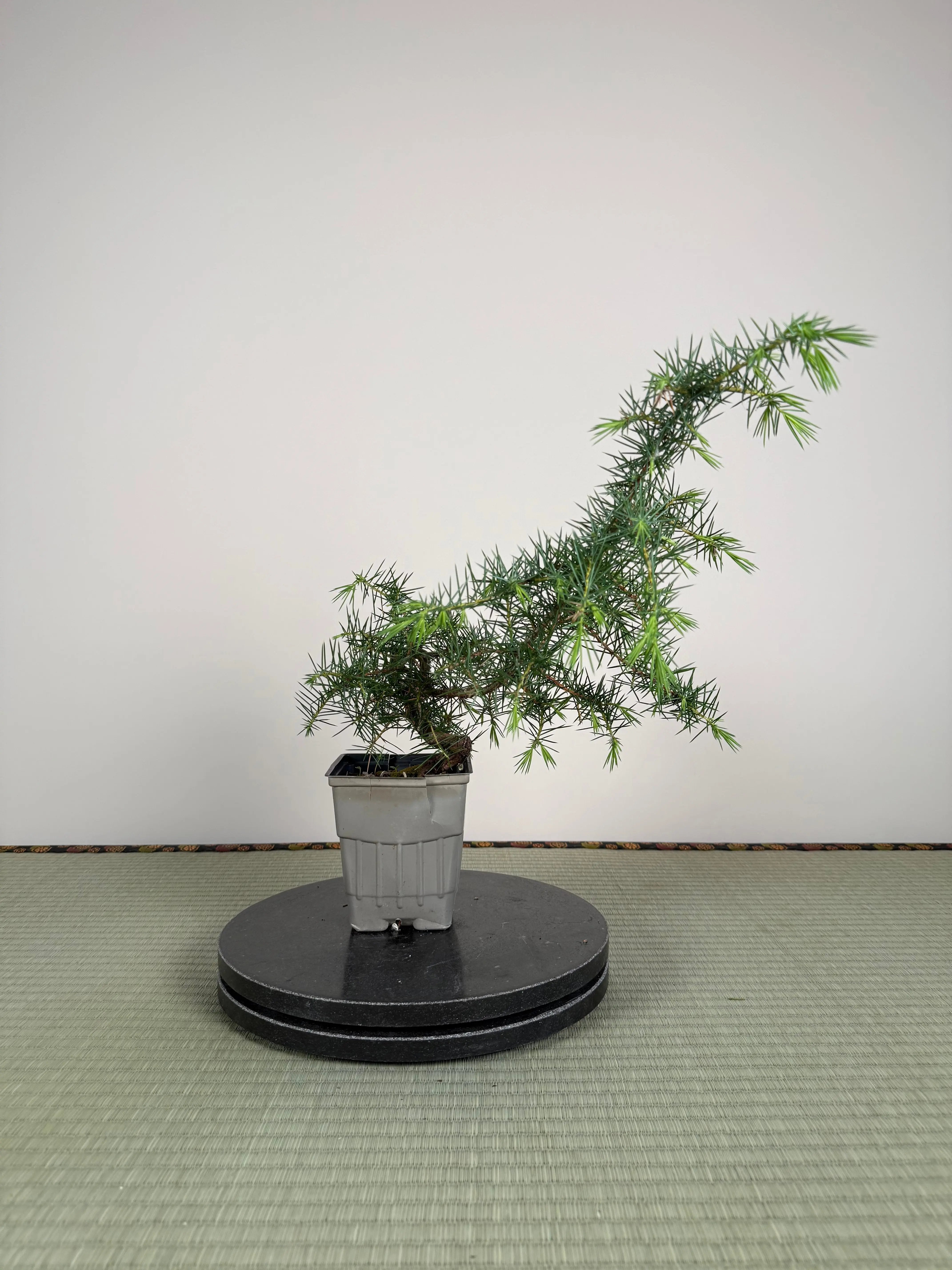 Juniperus rigida Canada Bonsai
