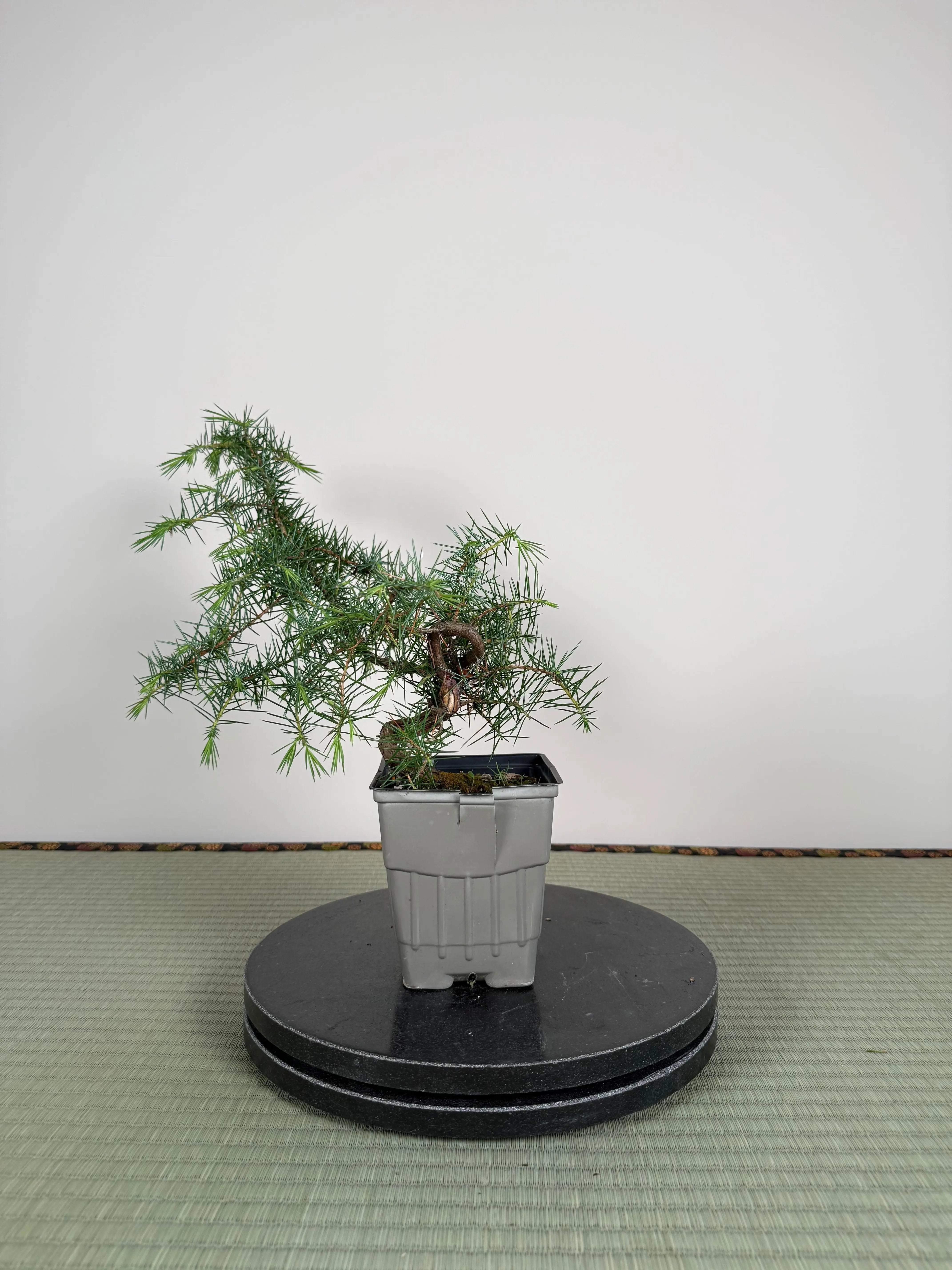 Juniperus rigida Canada Bonsai