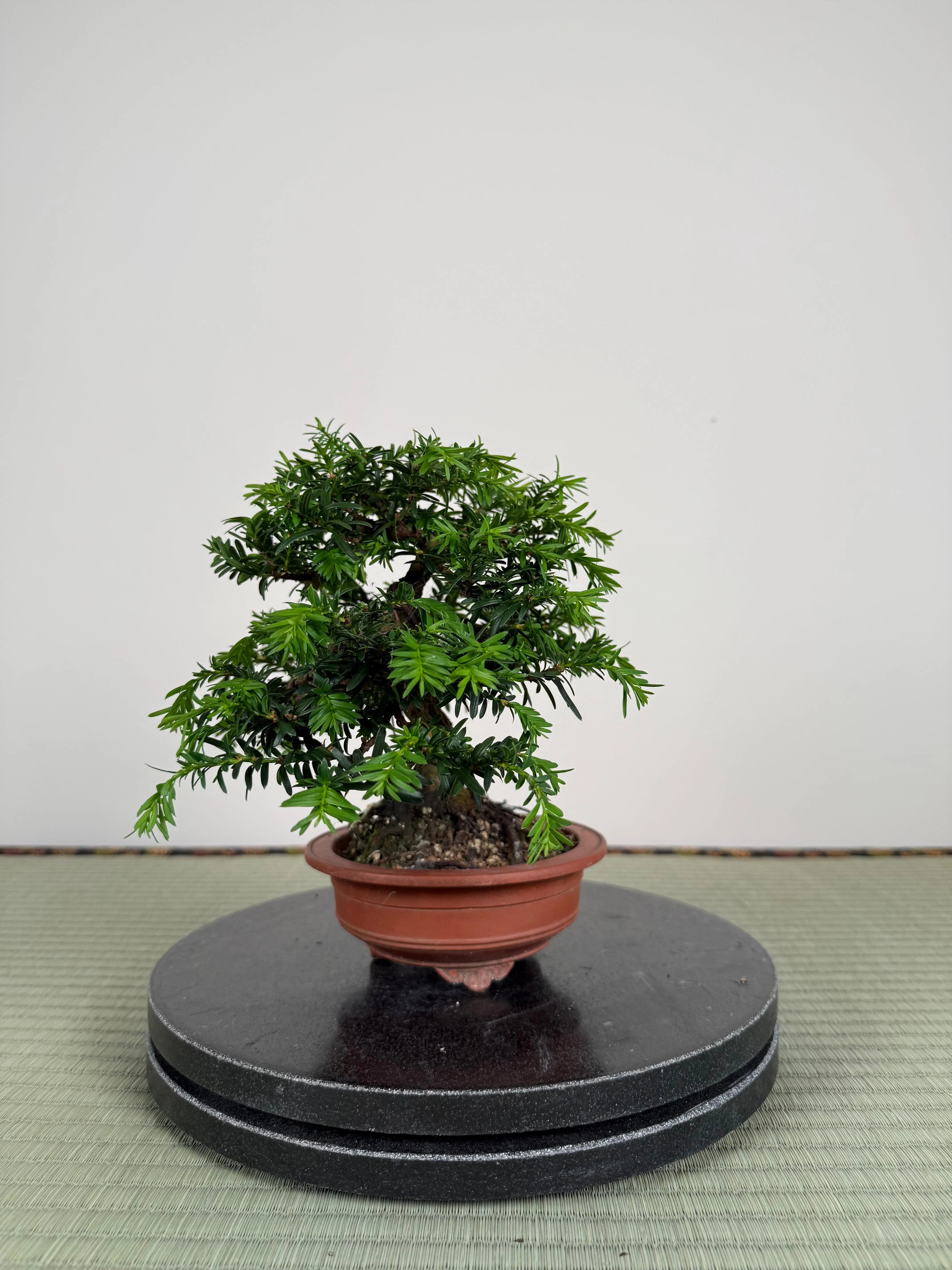Taxus Canada Bonsai