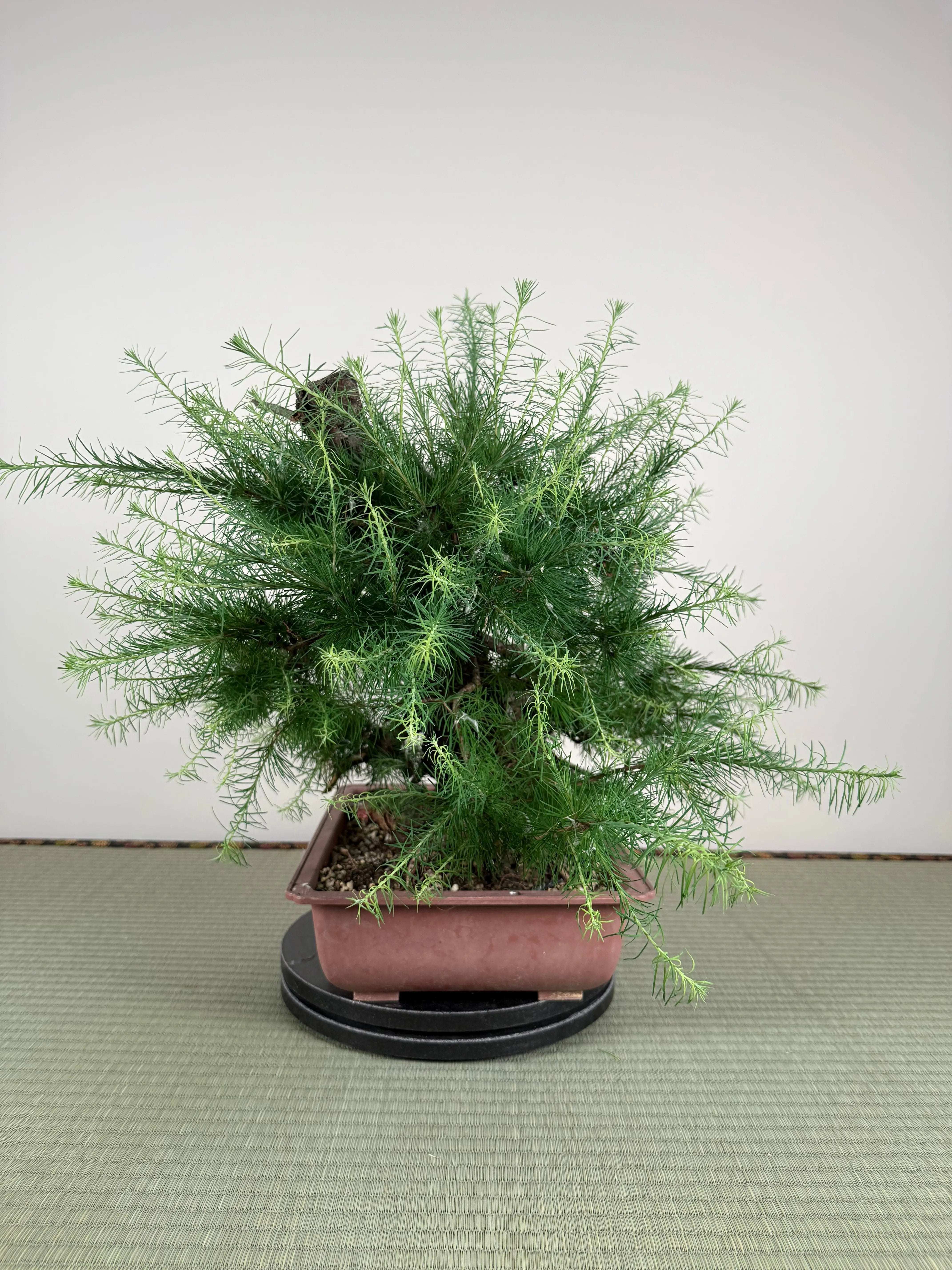 Larix Canada Bonsai