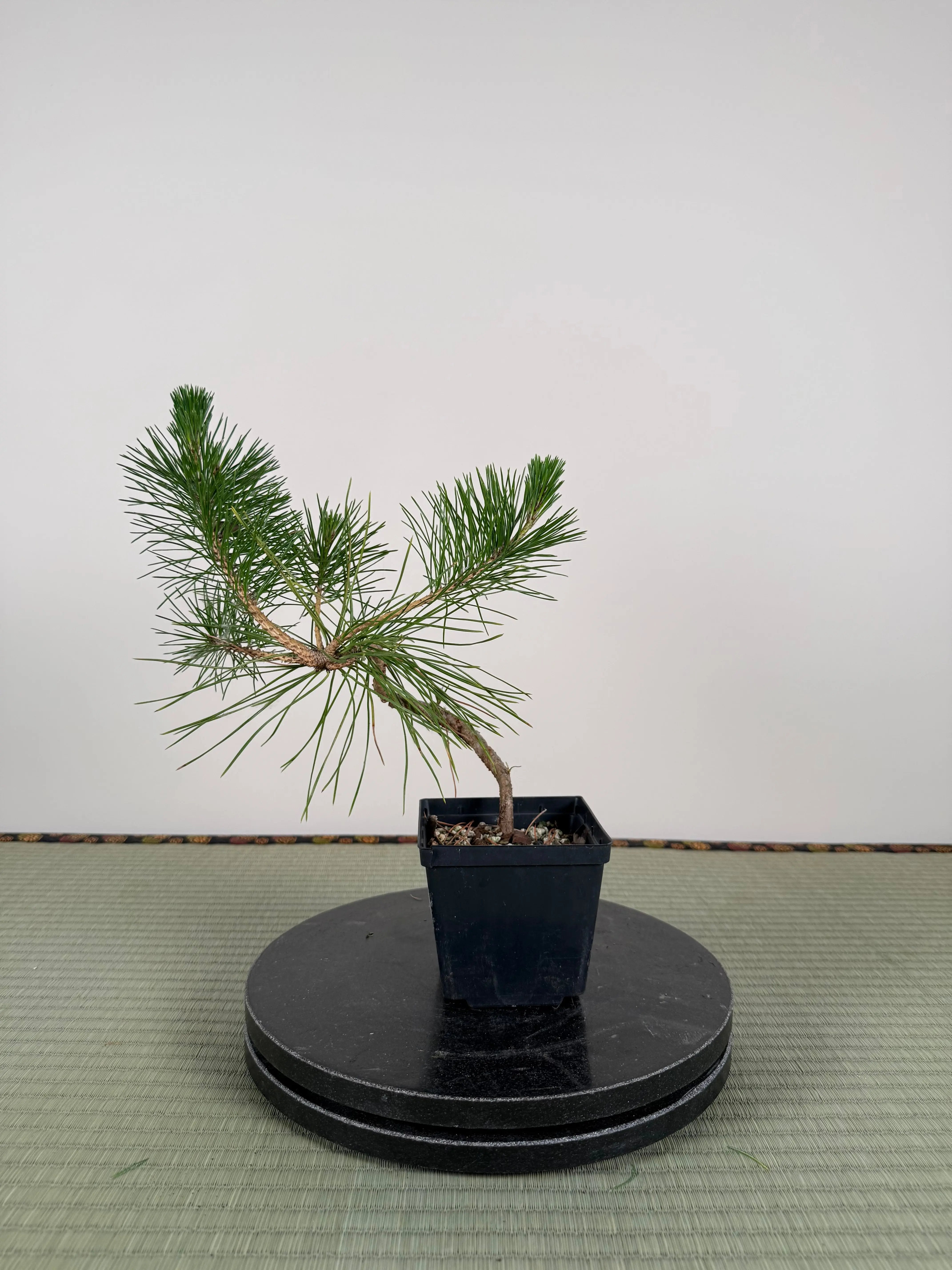 Pinus thunbergii Canada Bonsai
