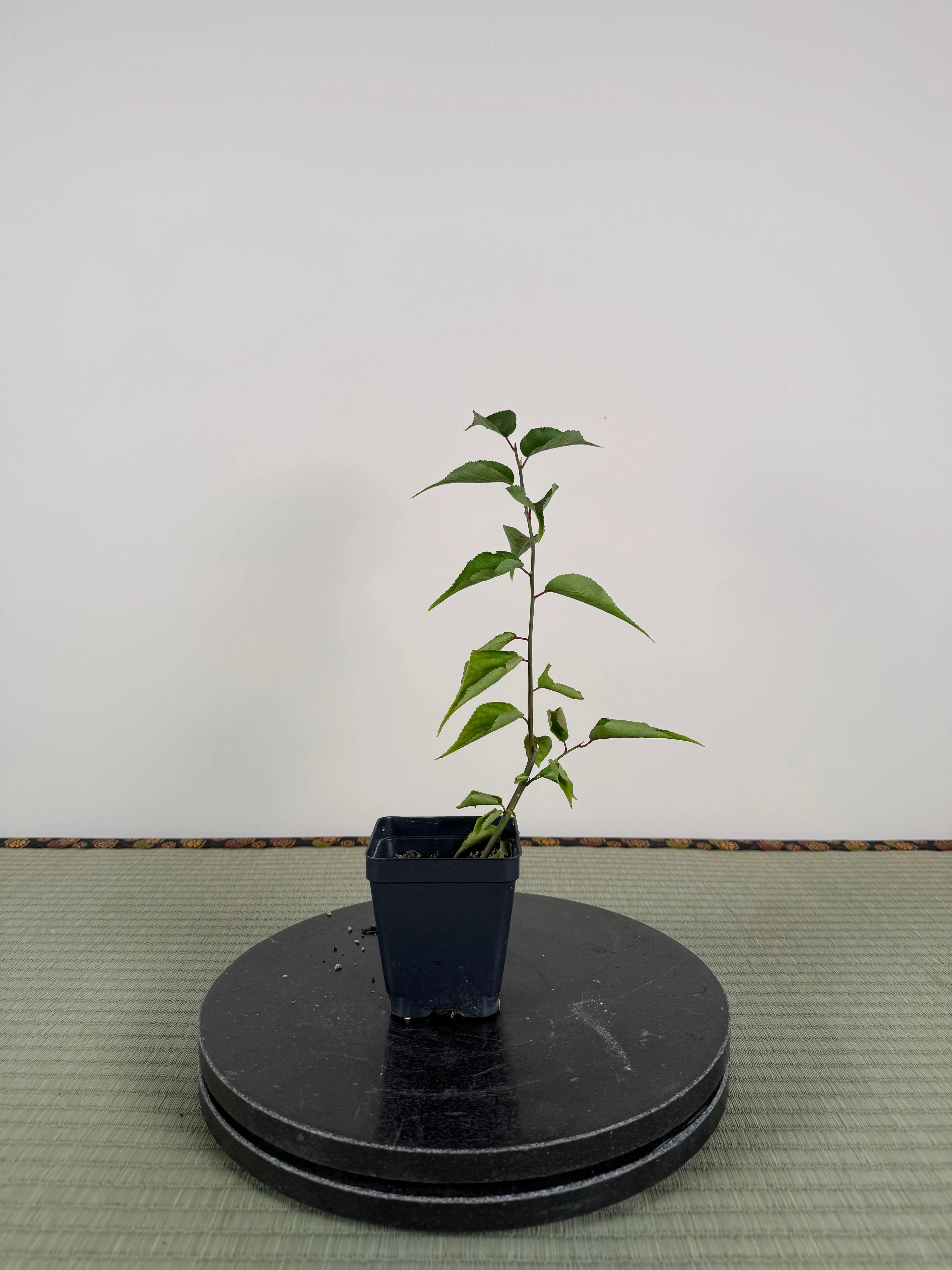 Prunus mume 'QĪNGXIĀNG YÙDIÉ' Canada Bonsai
