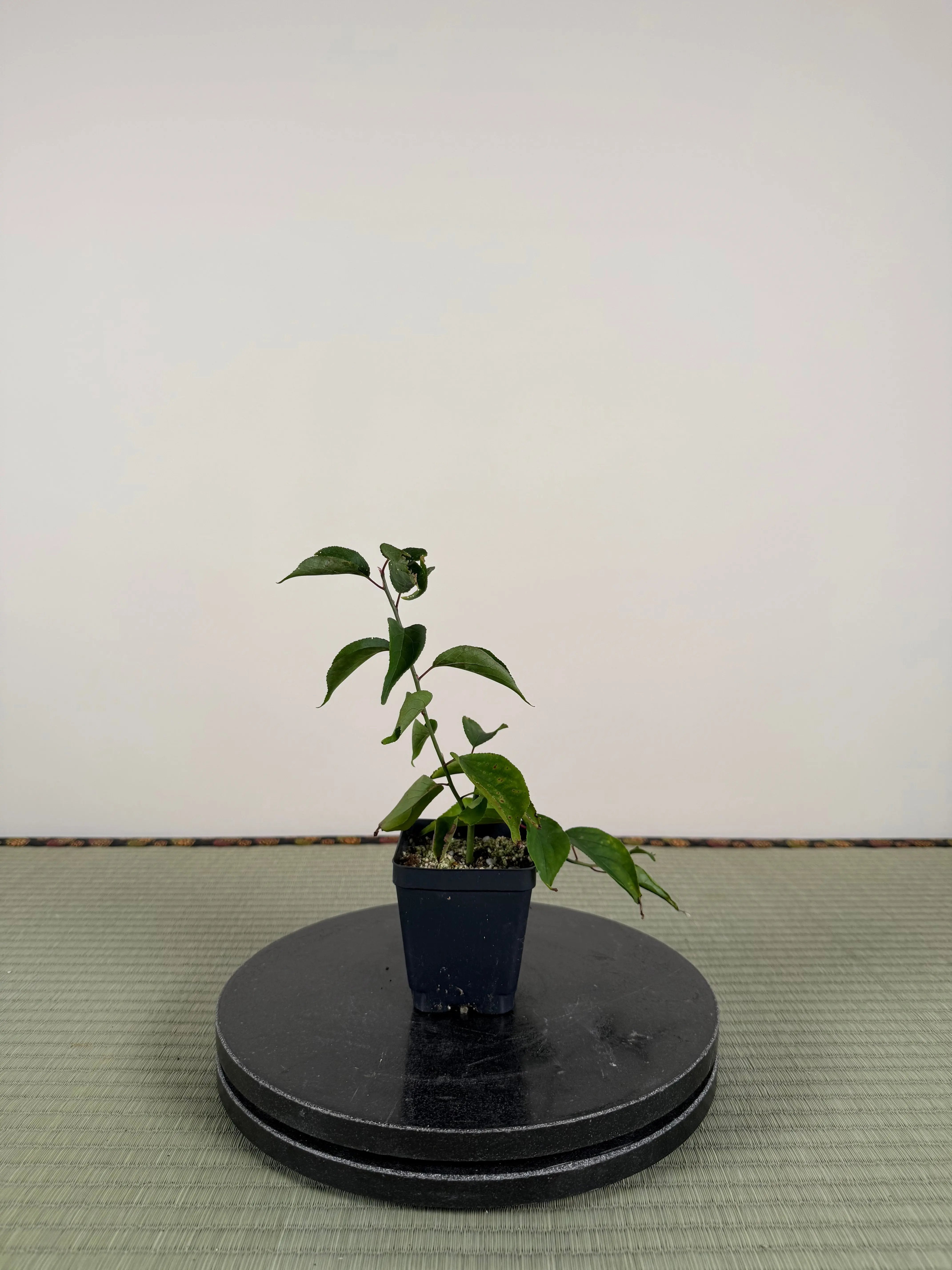 Prunus mume 'QIĀNBÀN ZHŪSHĀ' Canada Bonsai