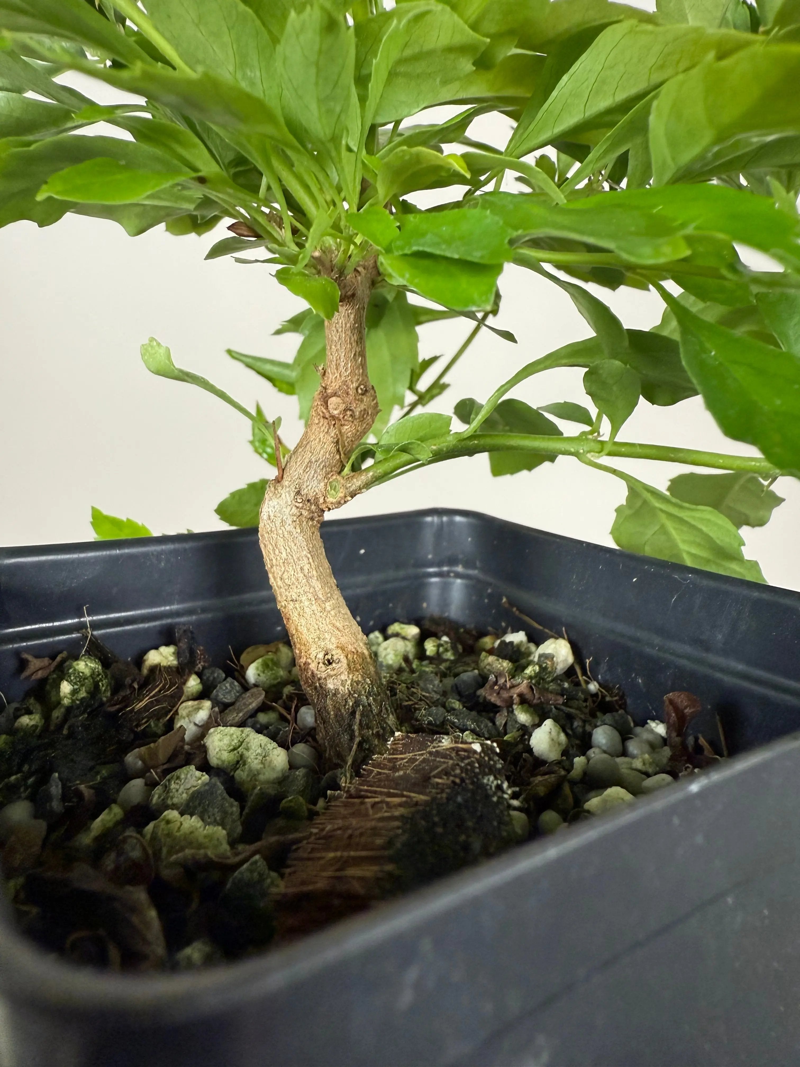 GOLDEN DEWDROP Canada Bonsai